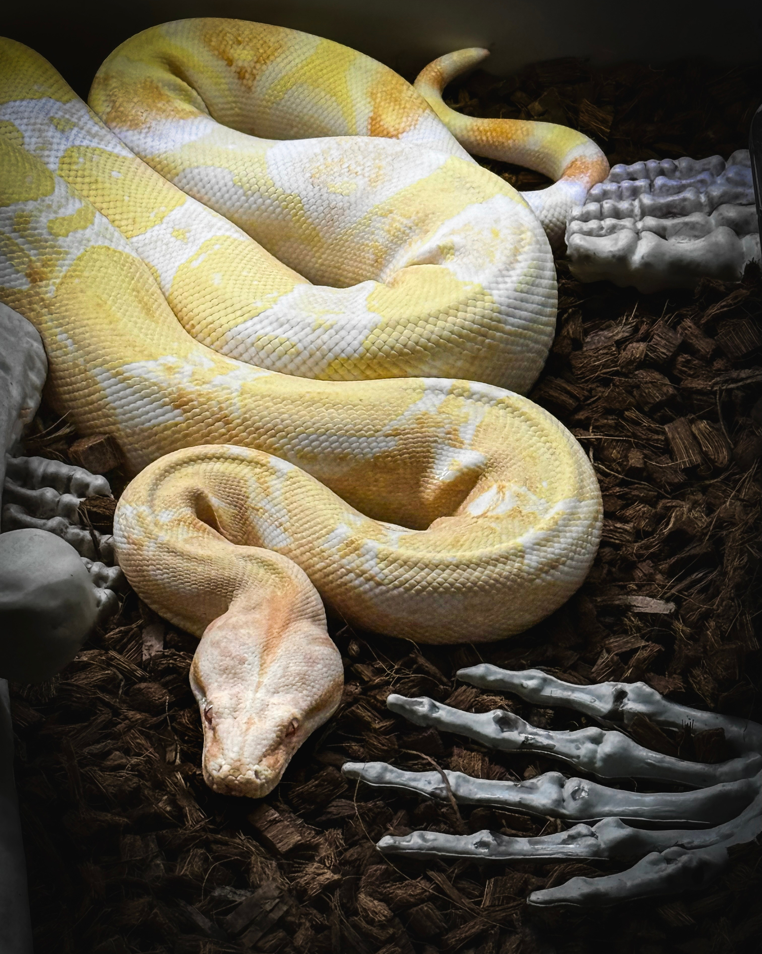 Портфолио. Рома Волков 🐍 Змеи в Варшаве