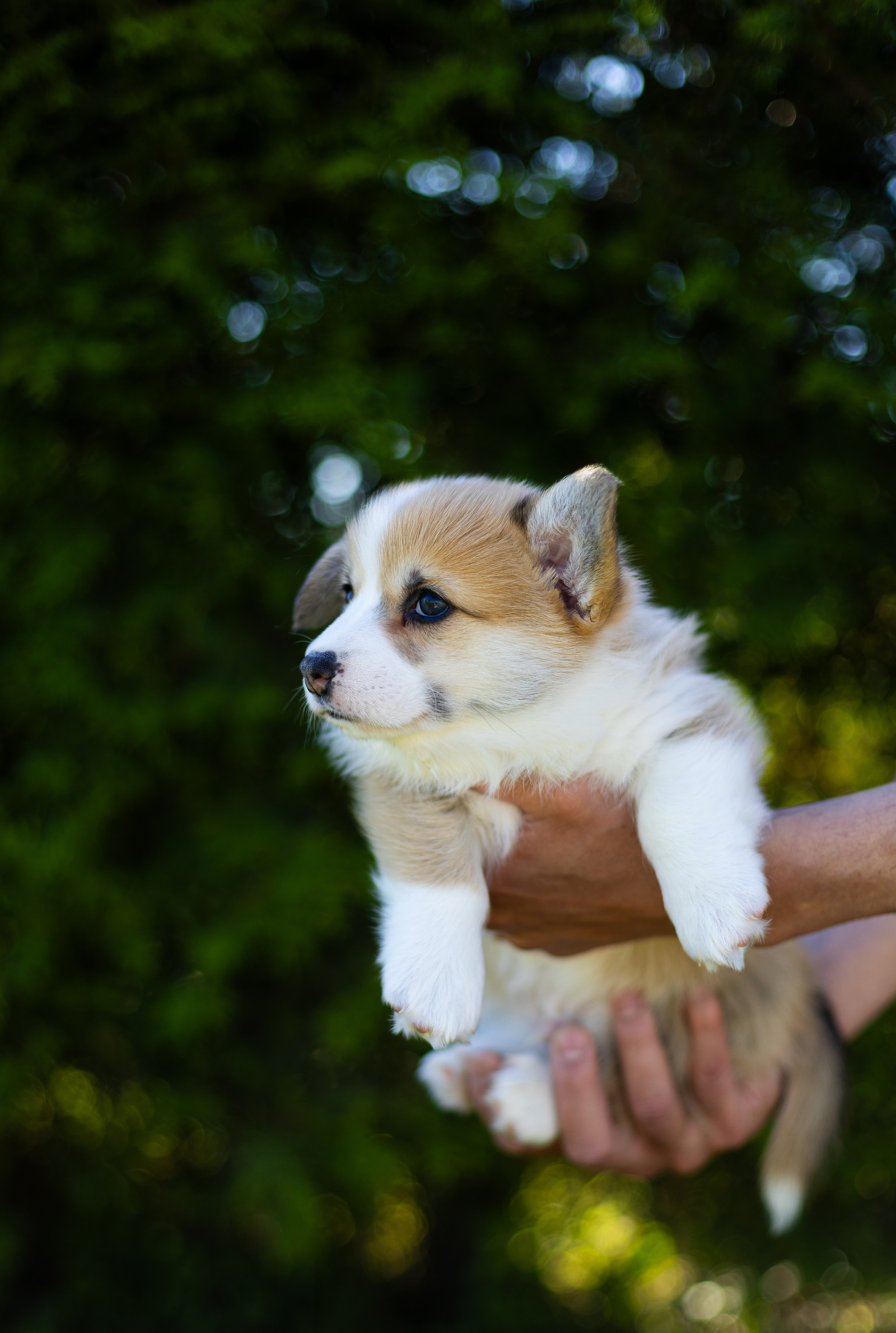 Pennut / puppies. Nordsunfower