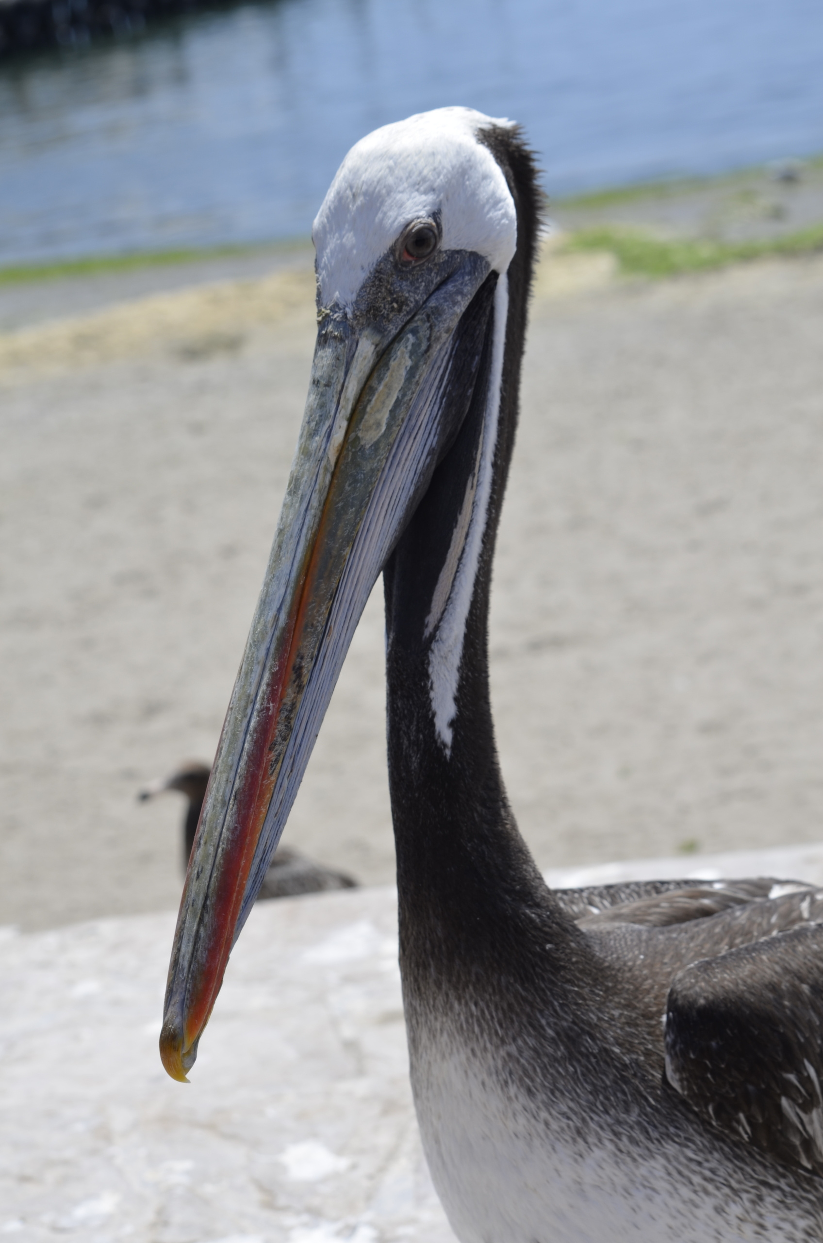 Peru. Milok et Kirok sont des gens positifs et réels. Nous serons ravis de v