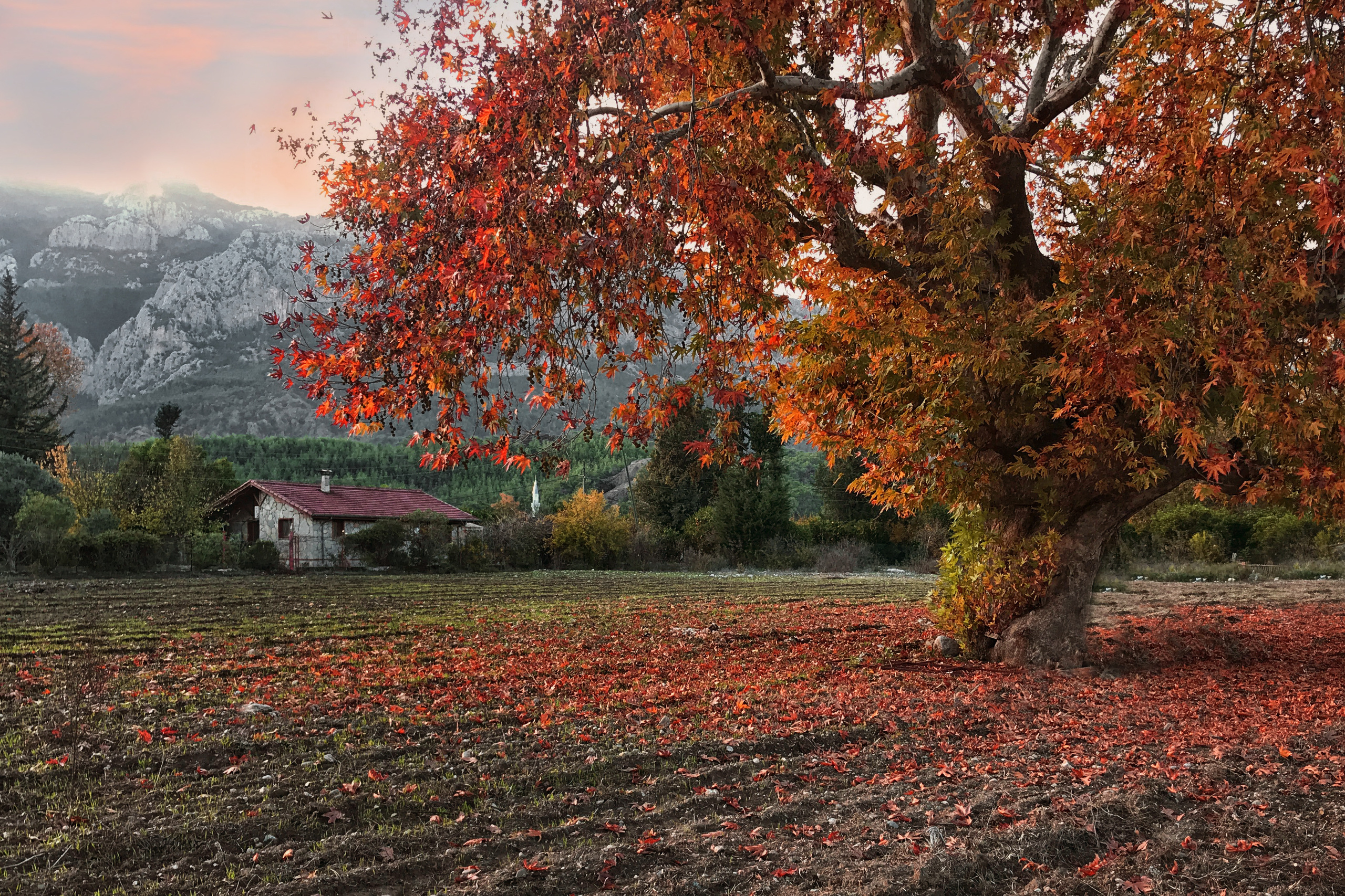 Online photo session. Eugenie Smirnova — wedding, corporate and lifestyle photographer in Toulouse and Southwest France