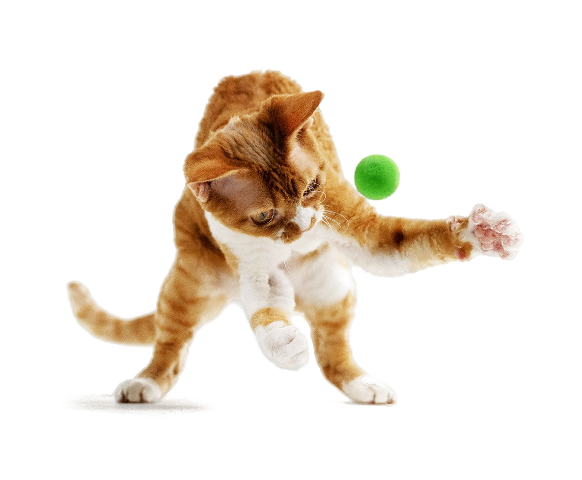 adorable Devon Rex Pixie cats Texas