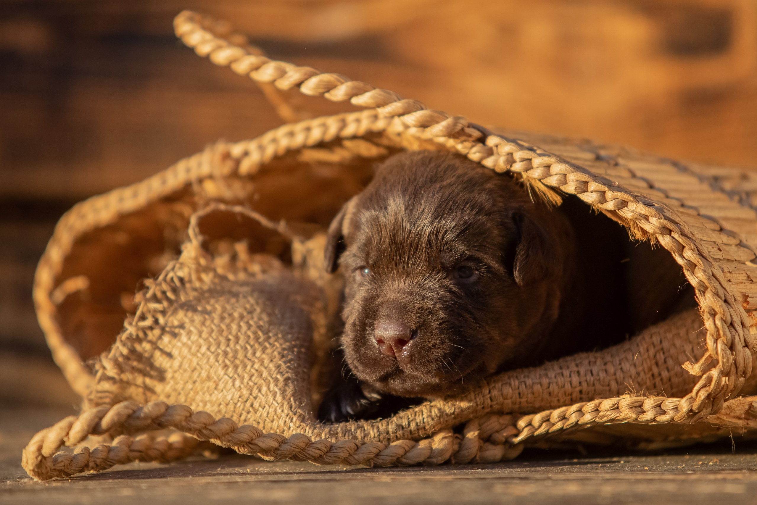 Цуценя шоколадного лабрадор ретривера