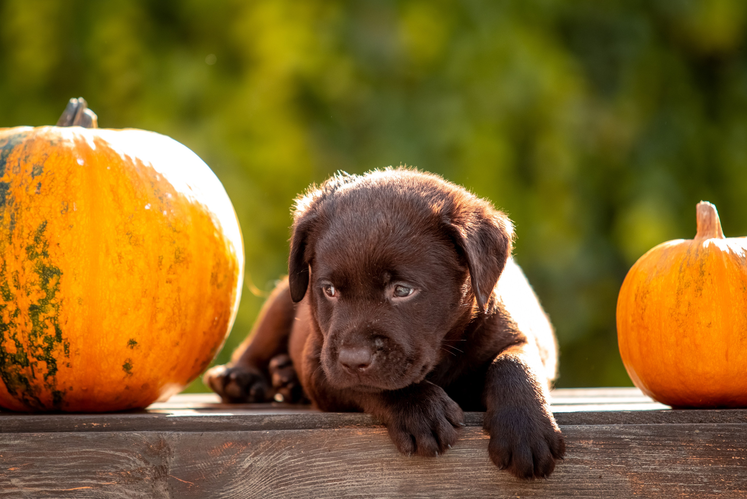 Цуценята шоколадного лабрадора. Цуценята лабрадор ретривера, Дніпро, Україна