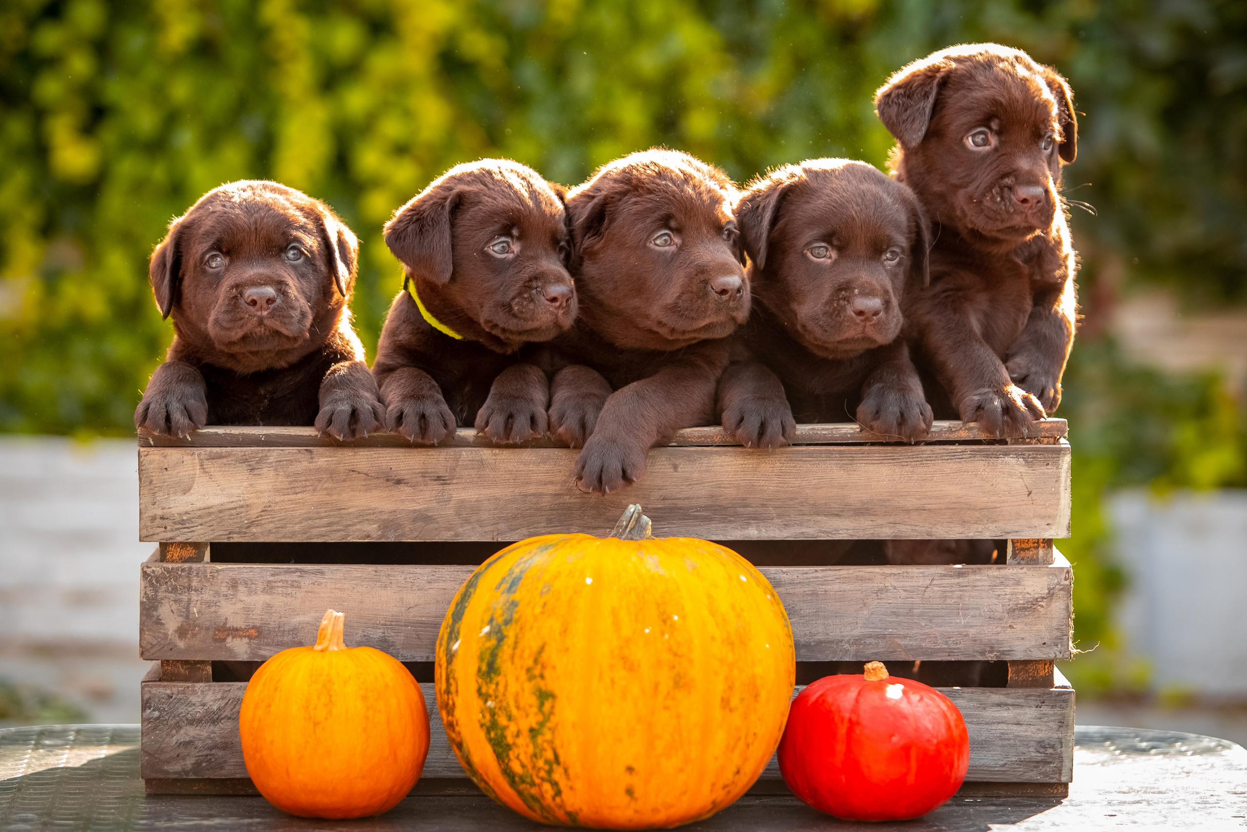 Цуценята шоколадного лабрадора. Цуценята лабрадор ретривера, Дніпро, Україна