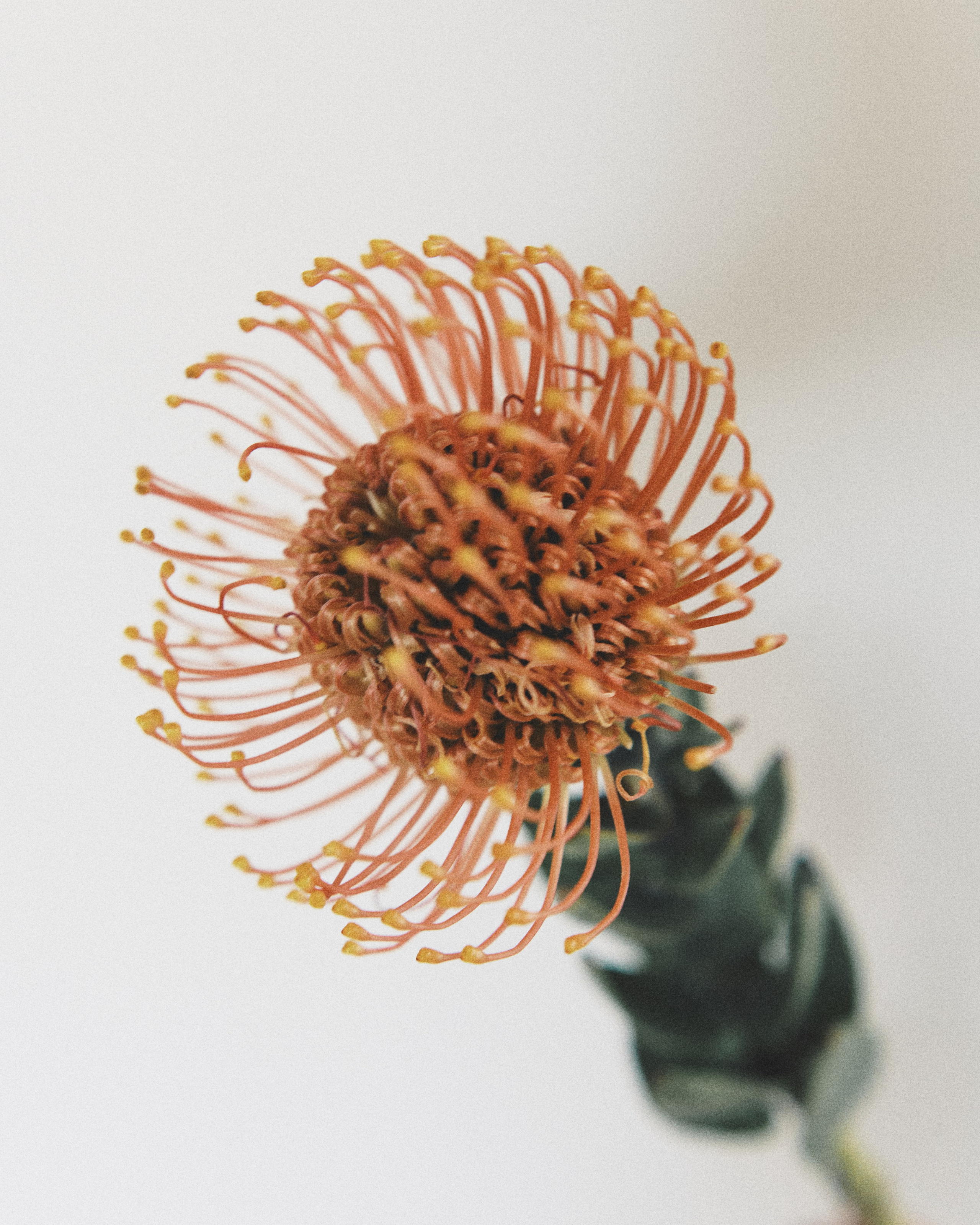 PRICE. Valokuvaaja Nadja Shelest