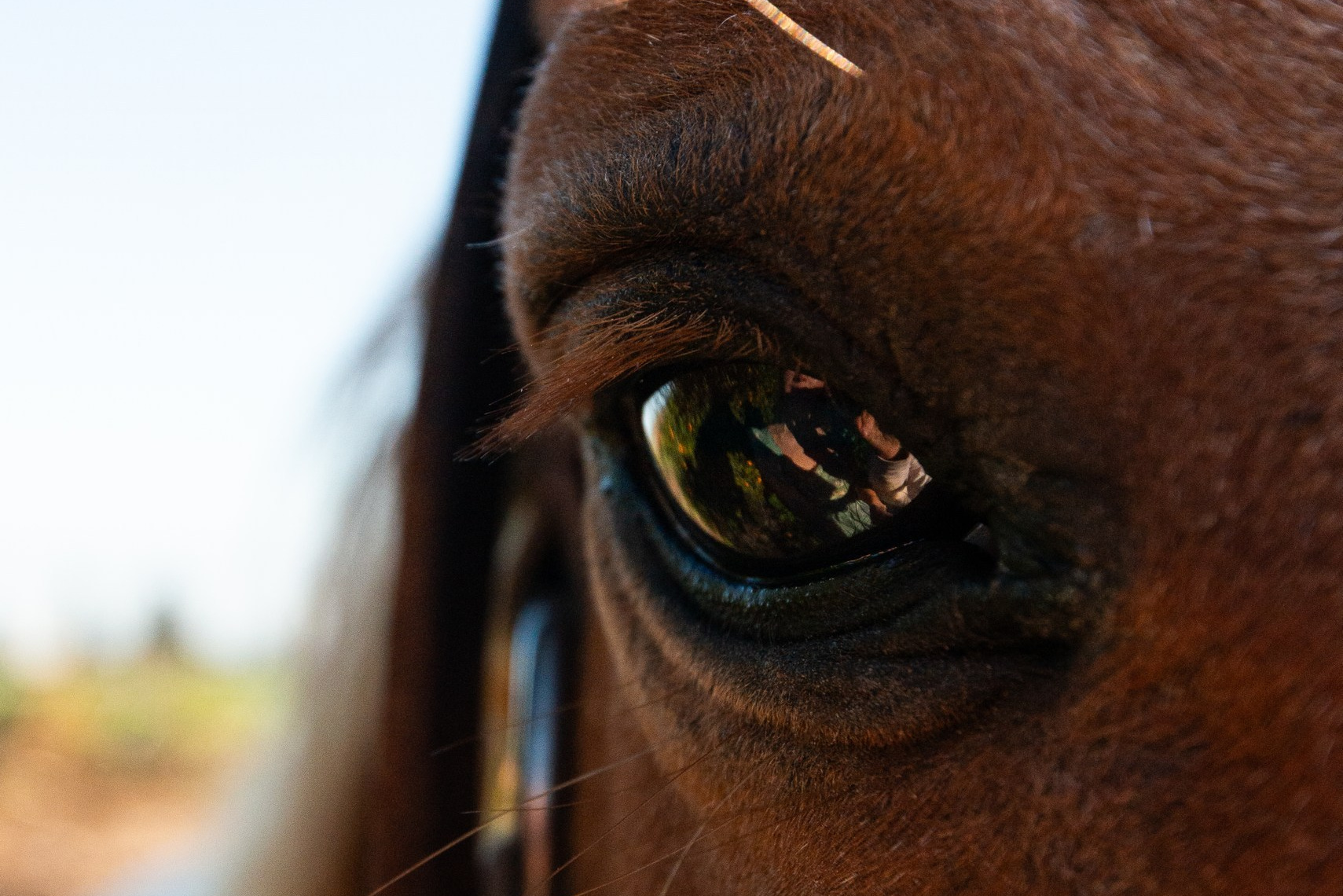 Golden hour at Rio’s ranch. Dina Solomina | Photographer in Israel