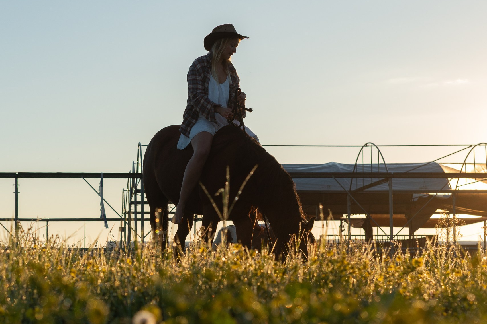Golden hour at Rio’s ranch. Dina Solomina | Photographer in Israel
