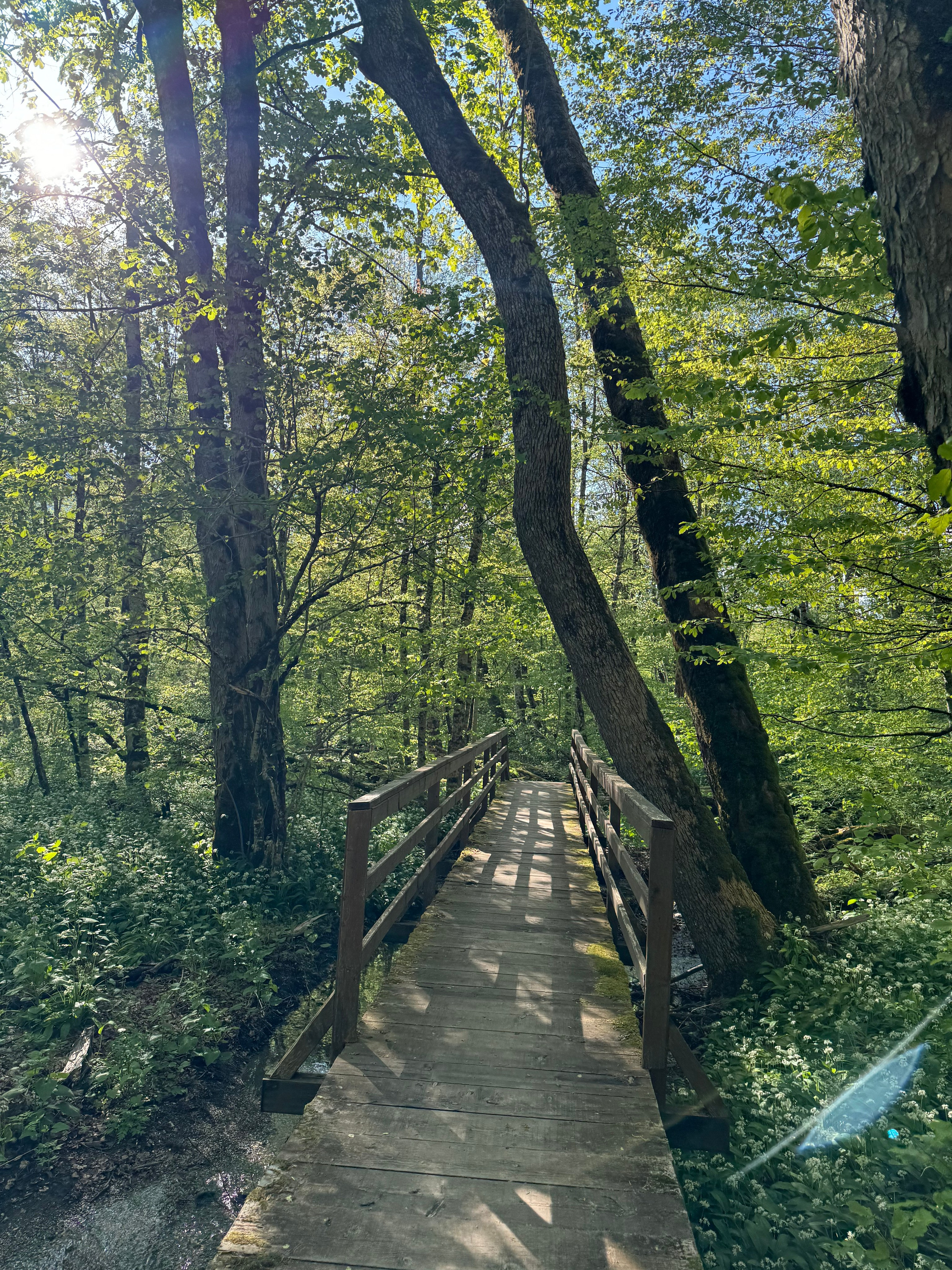 Nationale Parken van Montenegro: Verken Natuurlijke Schoonheid