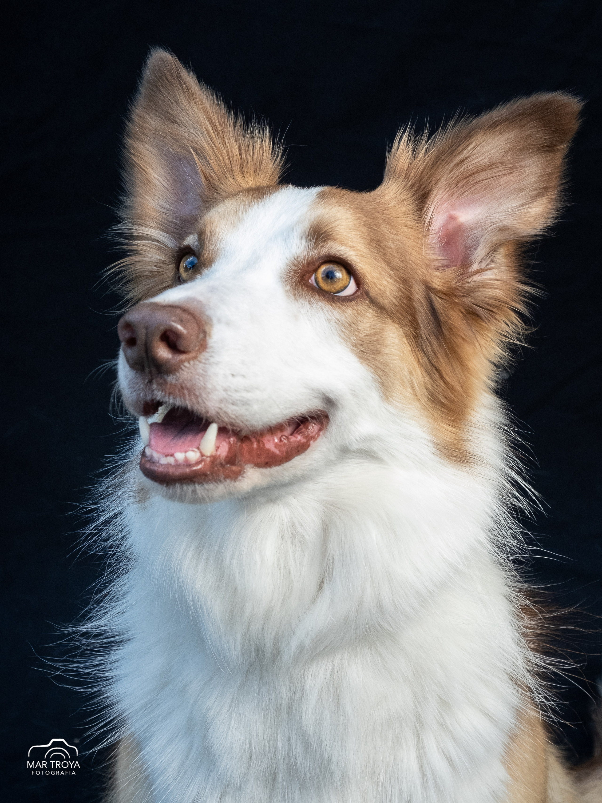 ¿Que necesito saber antes de una sesión de fotos de mascotas?. Fotos con huella, fotografía de perros y mascotas en Sevilla