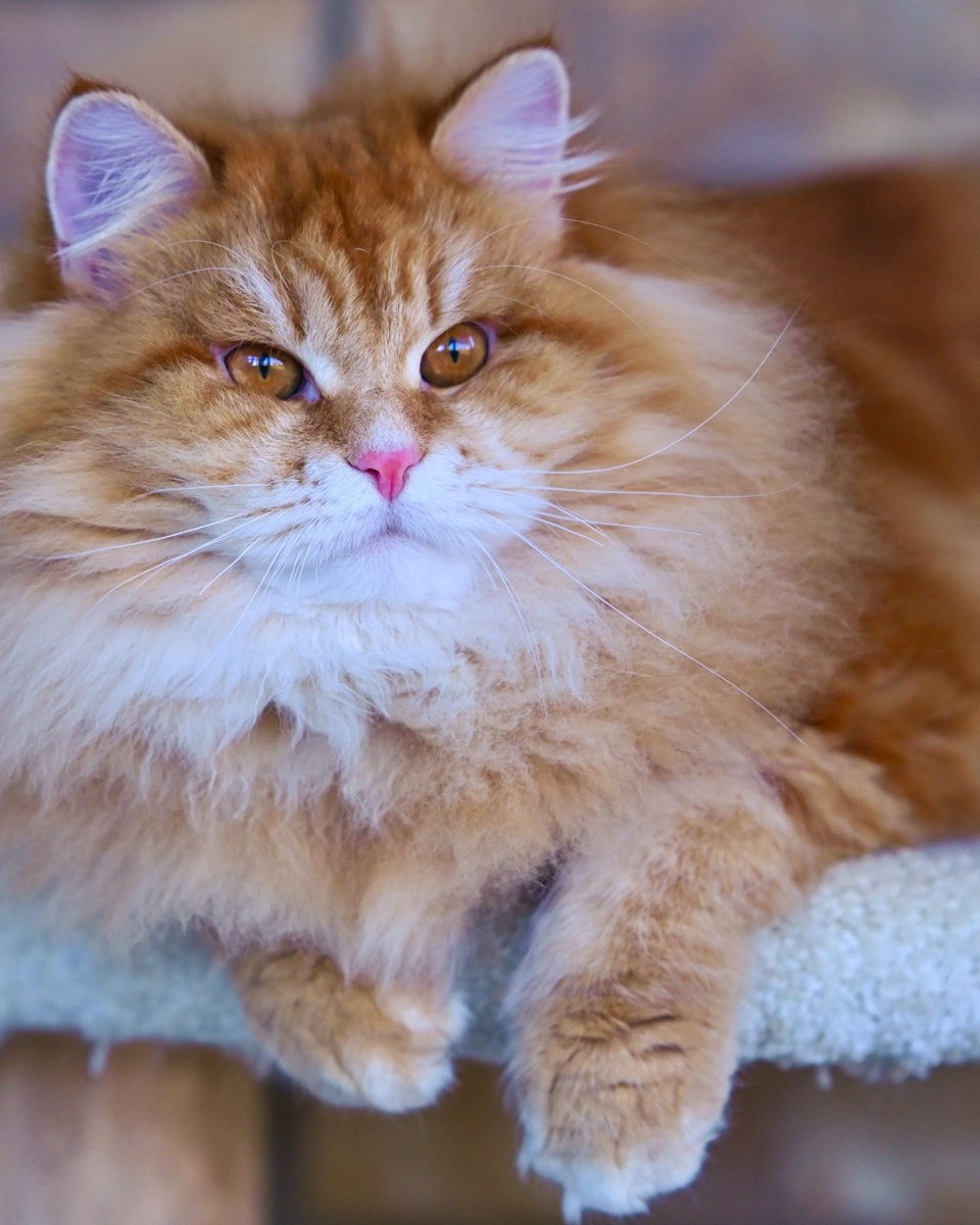 Siberian Kittens in Dallas TX | Traditional & Hypoallergenic | Astera Siberians. Astera Siberians |Hypoallergenic Kittens