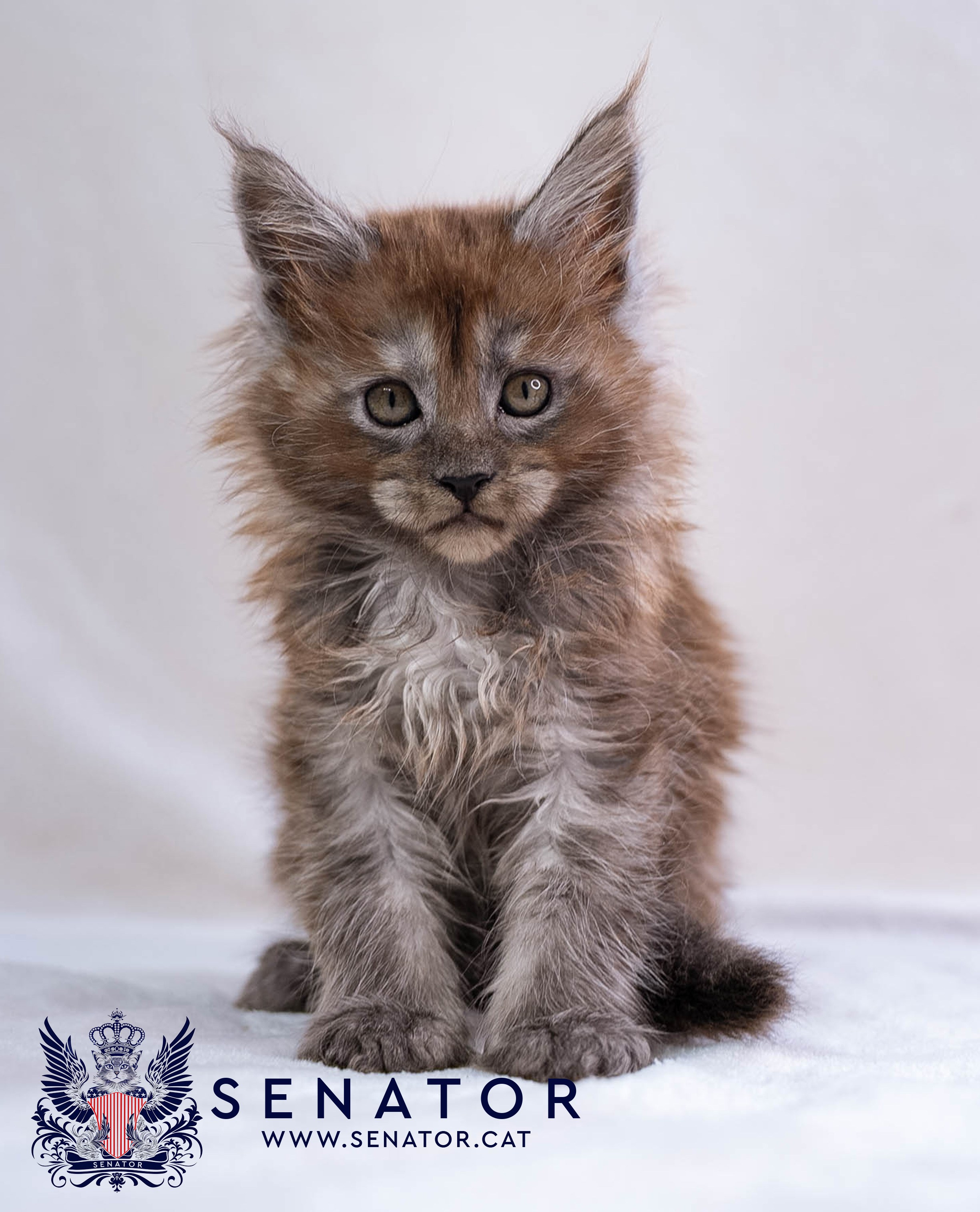 Senator Cat — Maine Coon cattery