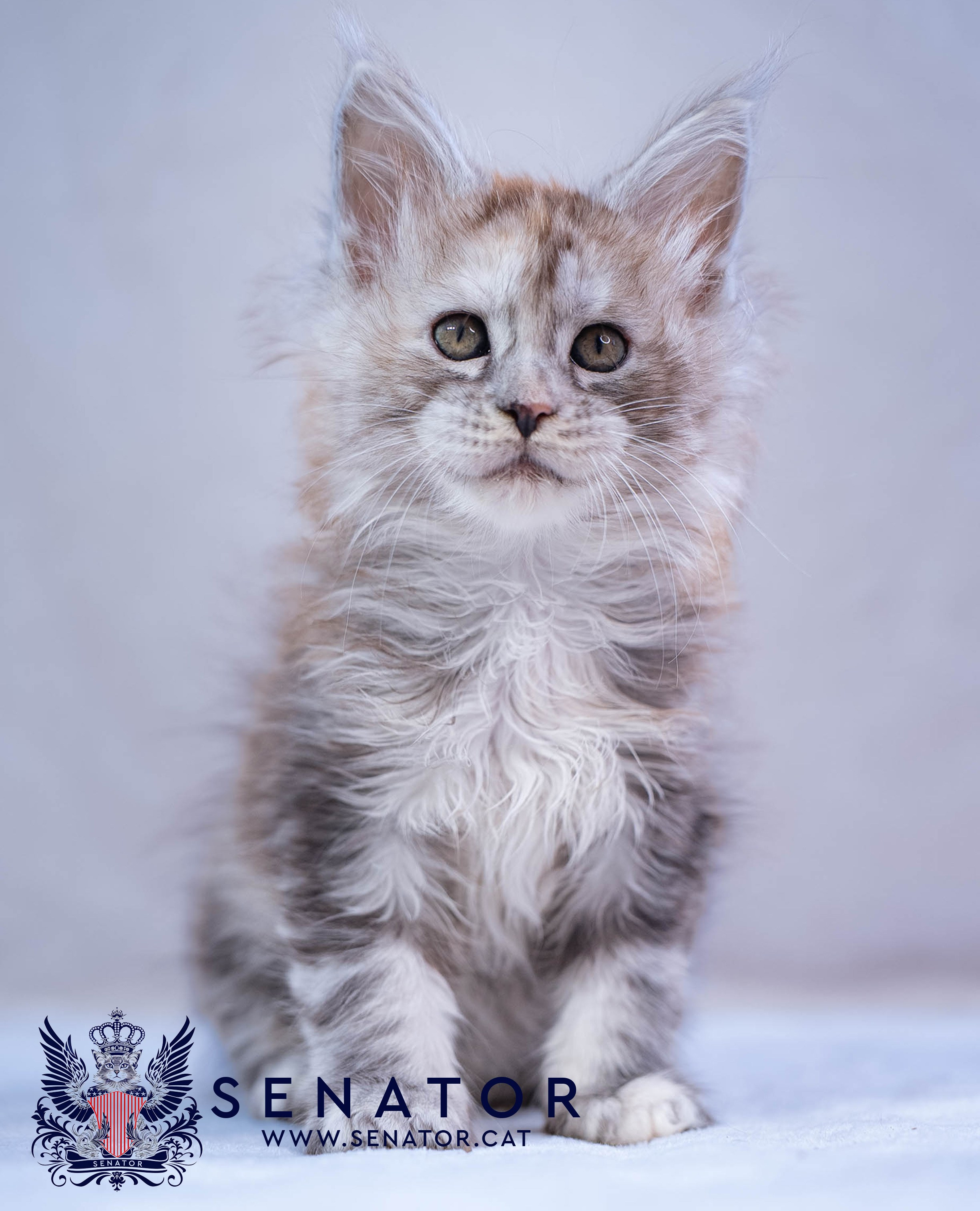 Kittens. Senator Cat — Maine Coon cattery
