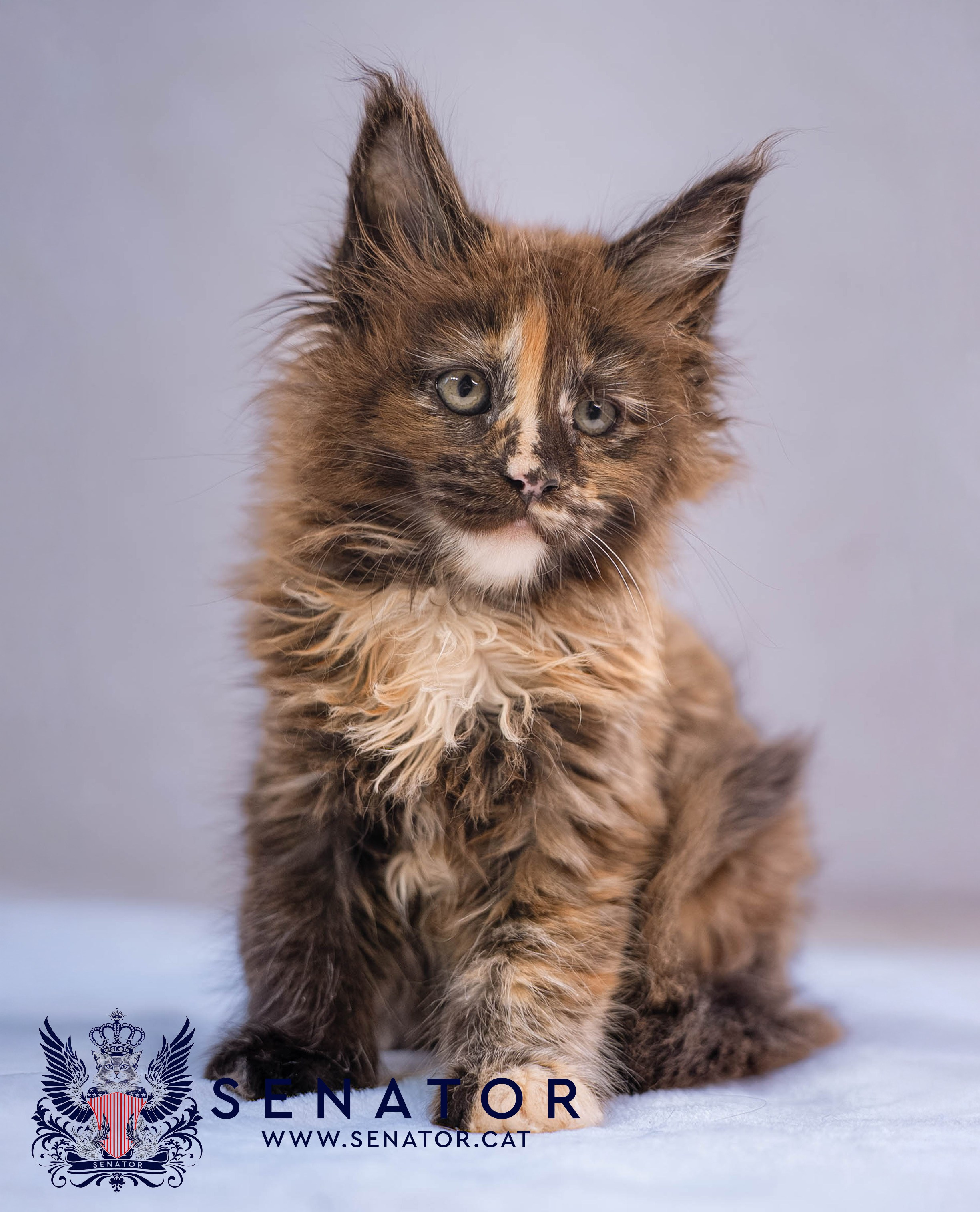 Kittens. Senator Cat — Maine Coon cattery