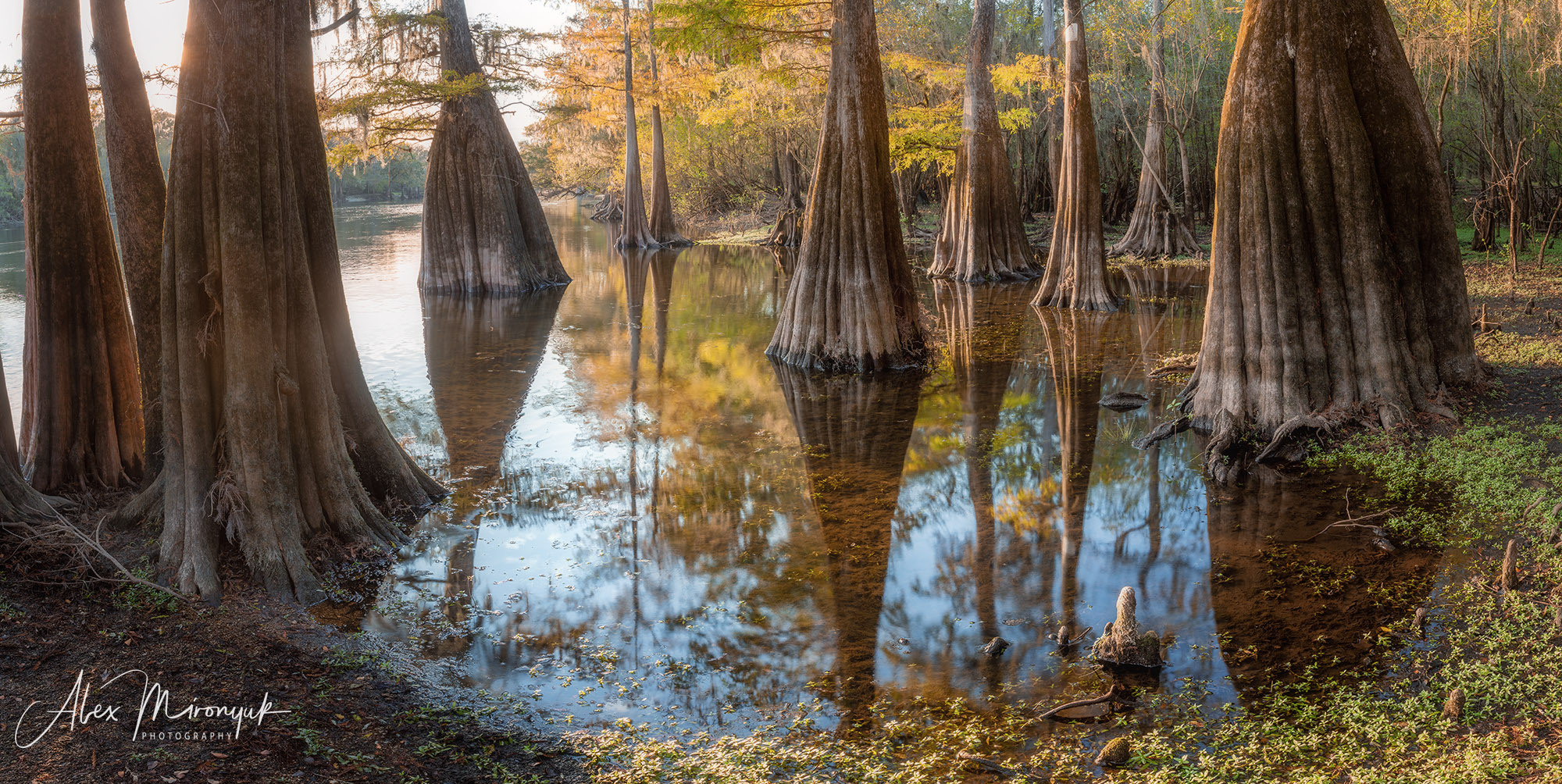 Cypresses, Springs and Birds. Pet, Senior, Landscape, portrait studio, photographer in Miami and Sou