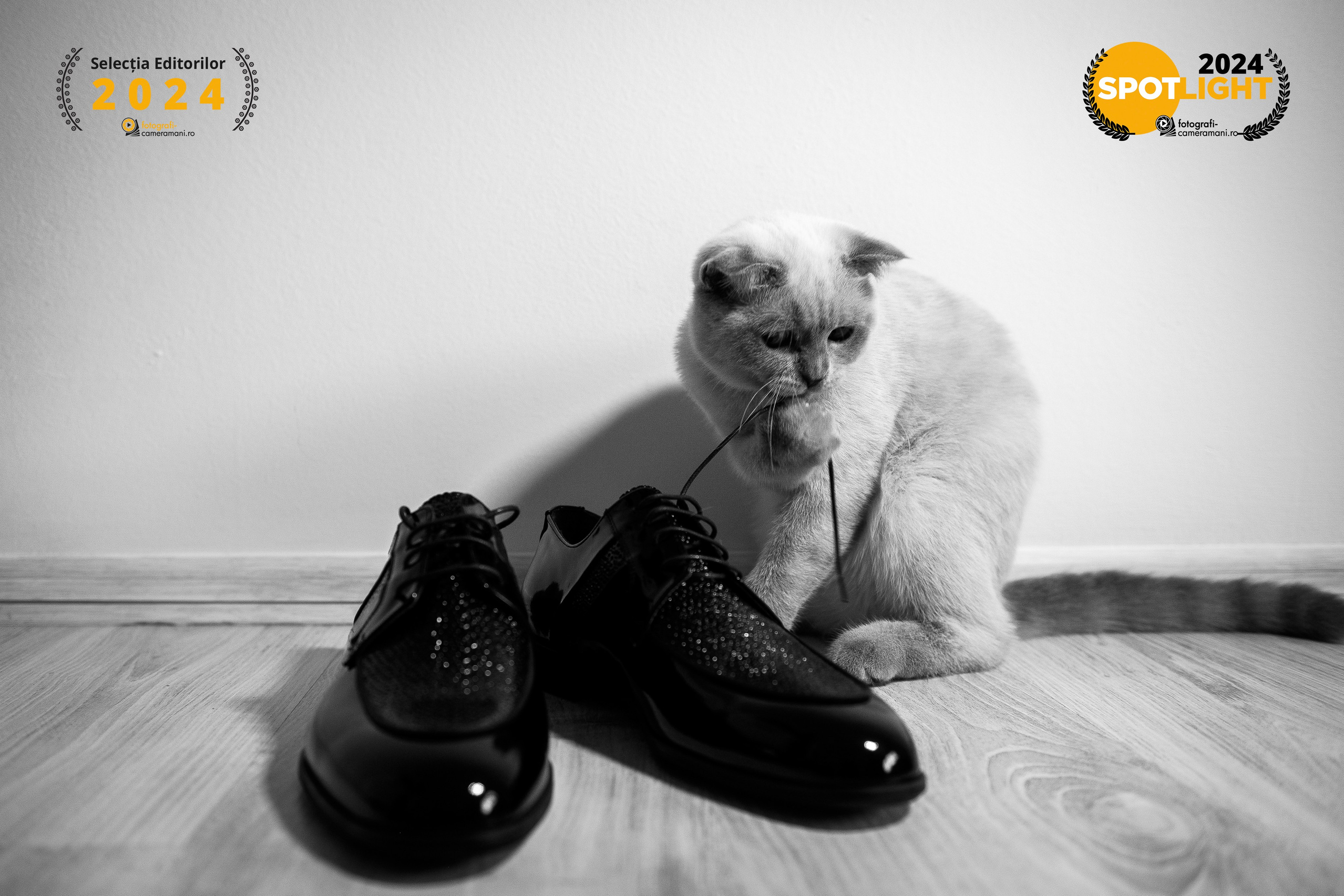 Contact. Alin Doana Visual Art