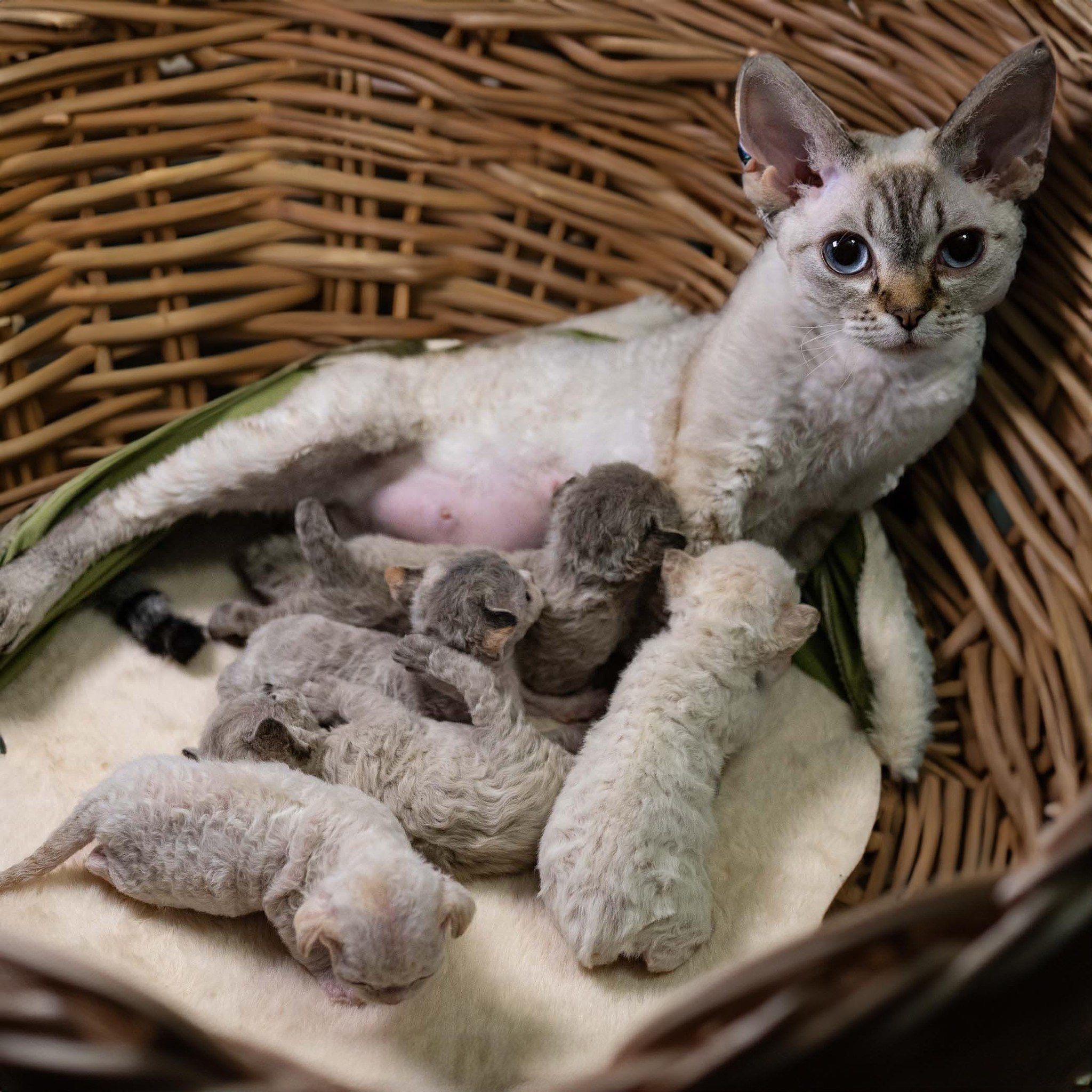 KITTENS. Devon Rex Pixie Cattery