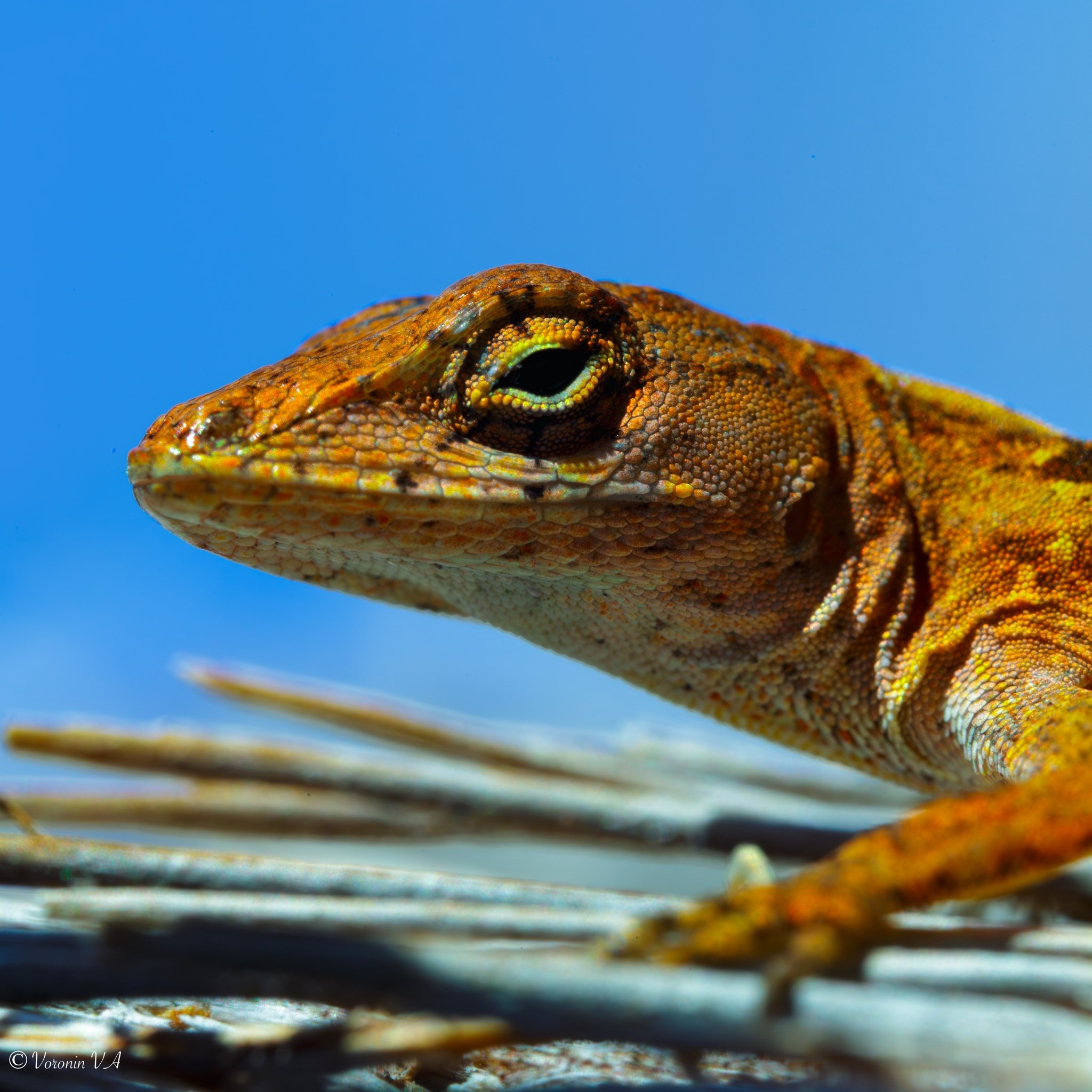 Vladimir Voronin — Walks, Portraits & Premium Prints. Photographer St. Augustine