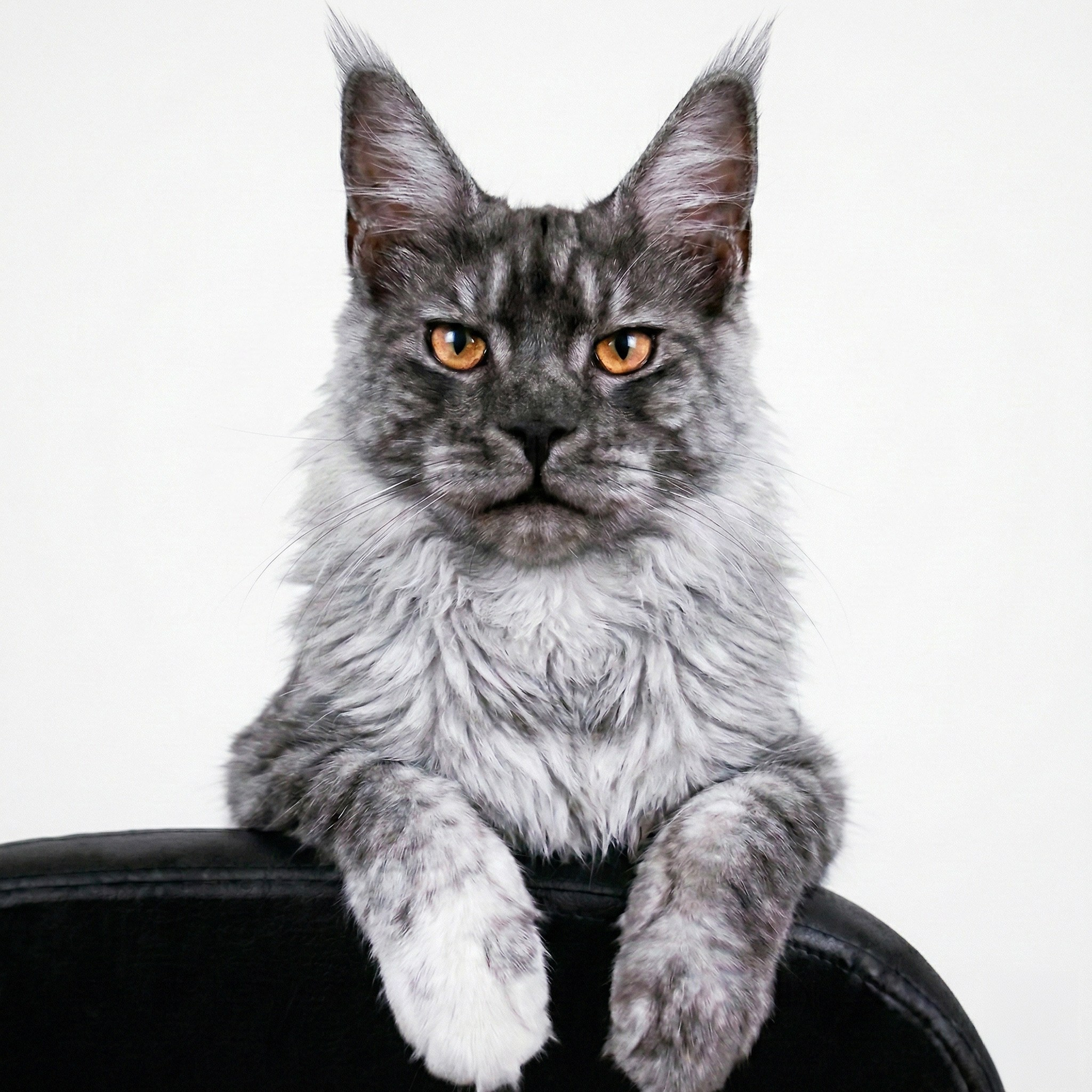 Senator Ezra. Senator Cat — Maine Coon cattery