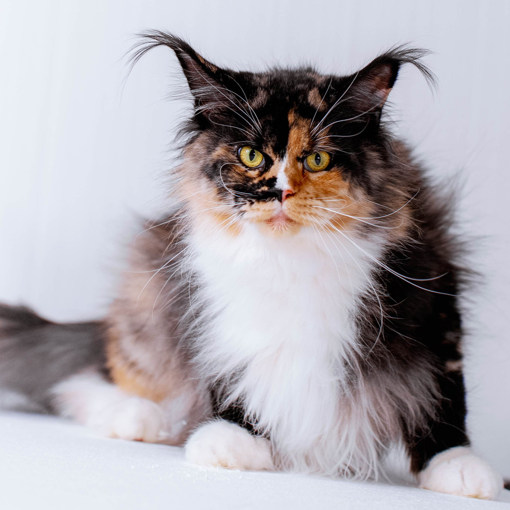 Senator Kevin. Senator Cat — Maine Coon cattery