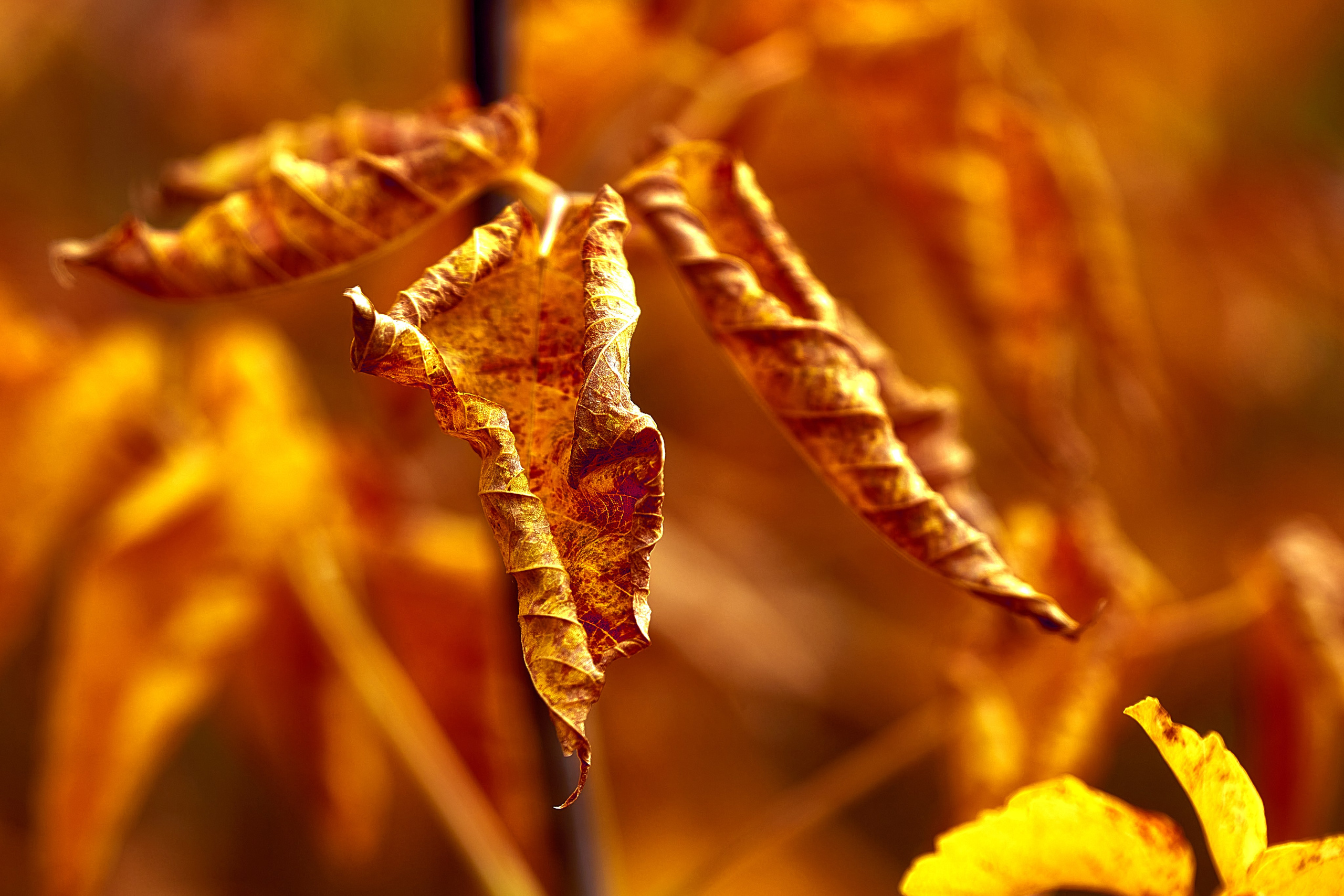 Магия Оранжевого. ТОР 3% Contest, TOP 3% Photographer 35 Awards. Профессиональный Фотограф Халемонец Андрей в Кривой Рог Днепр Украина