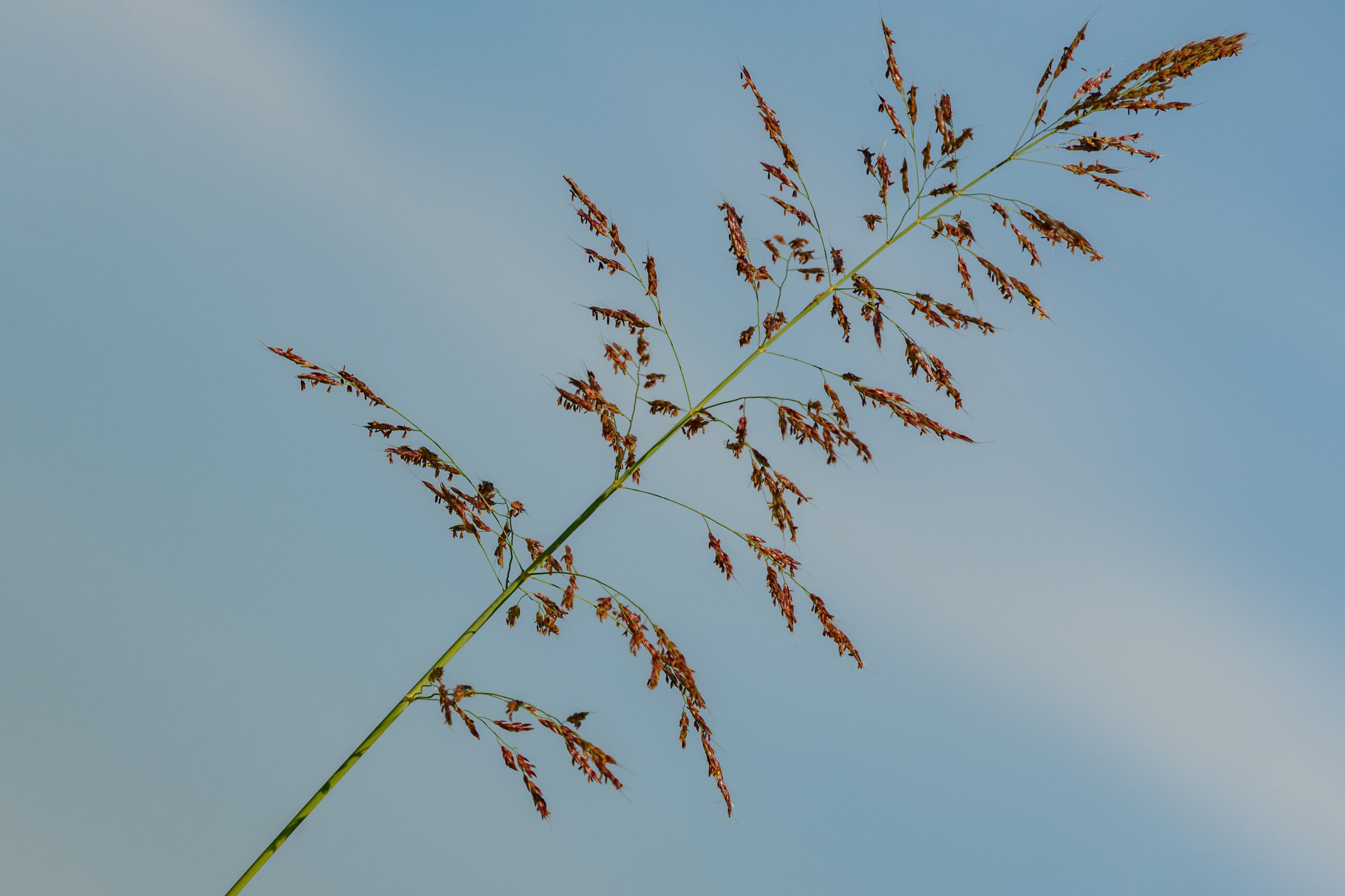 Сорго, сільськогосподарськоге насіння