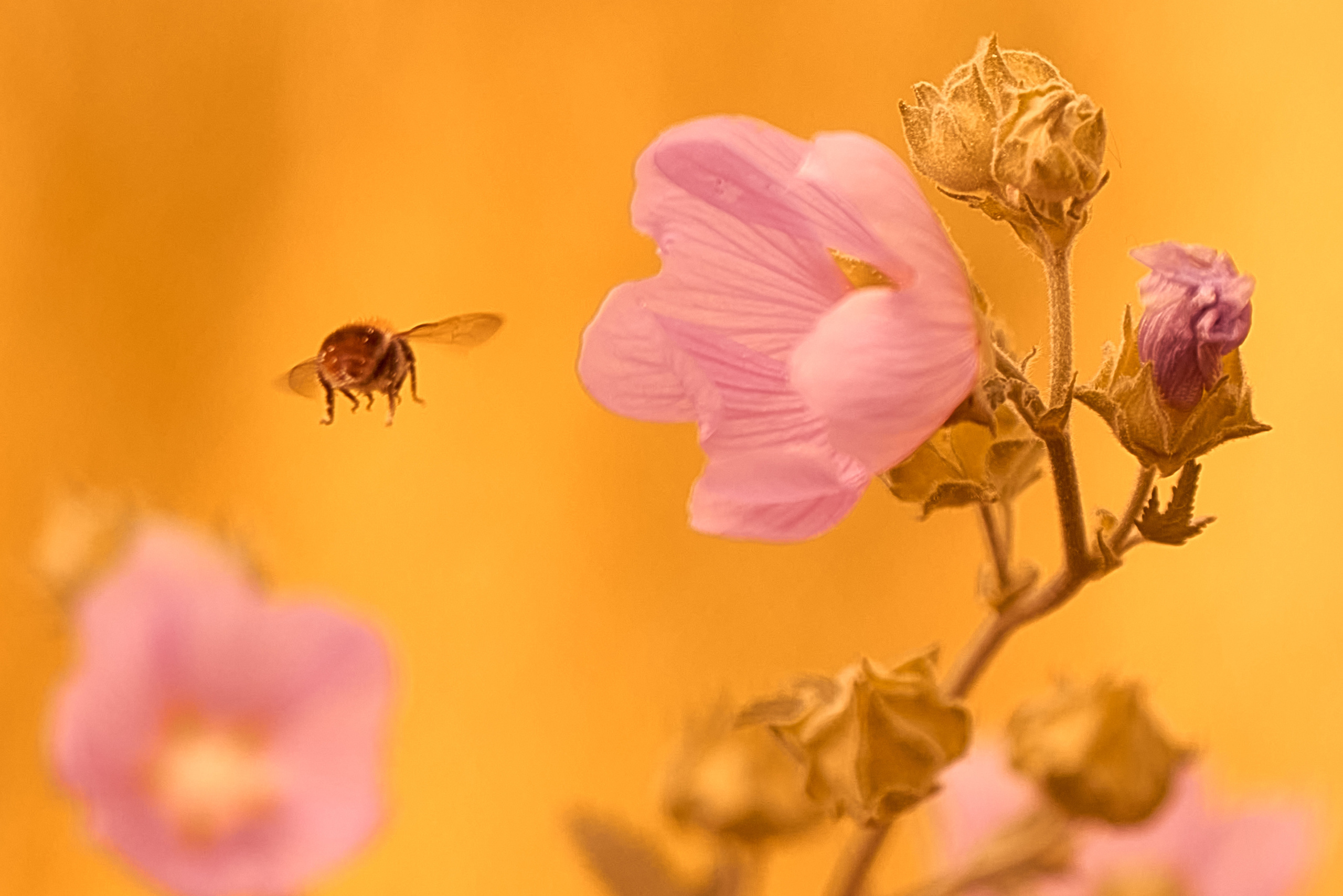 Пчела опыляет цветочек.