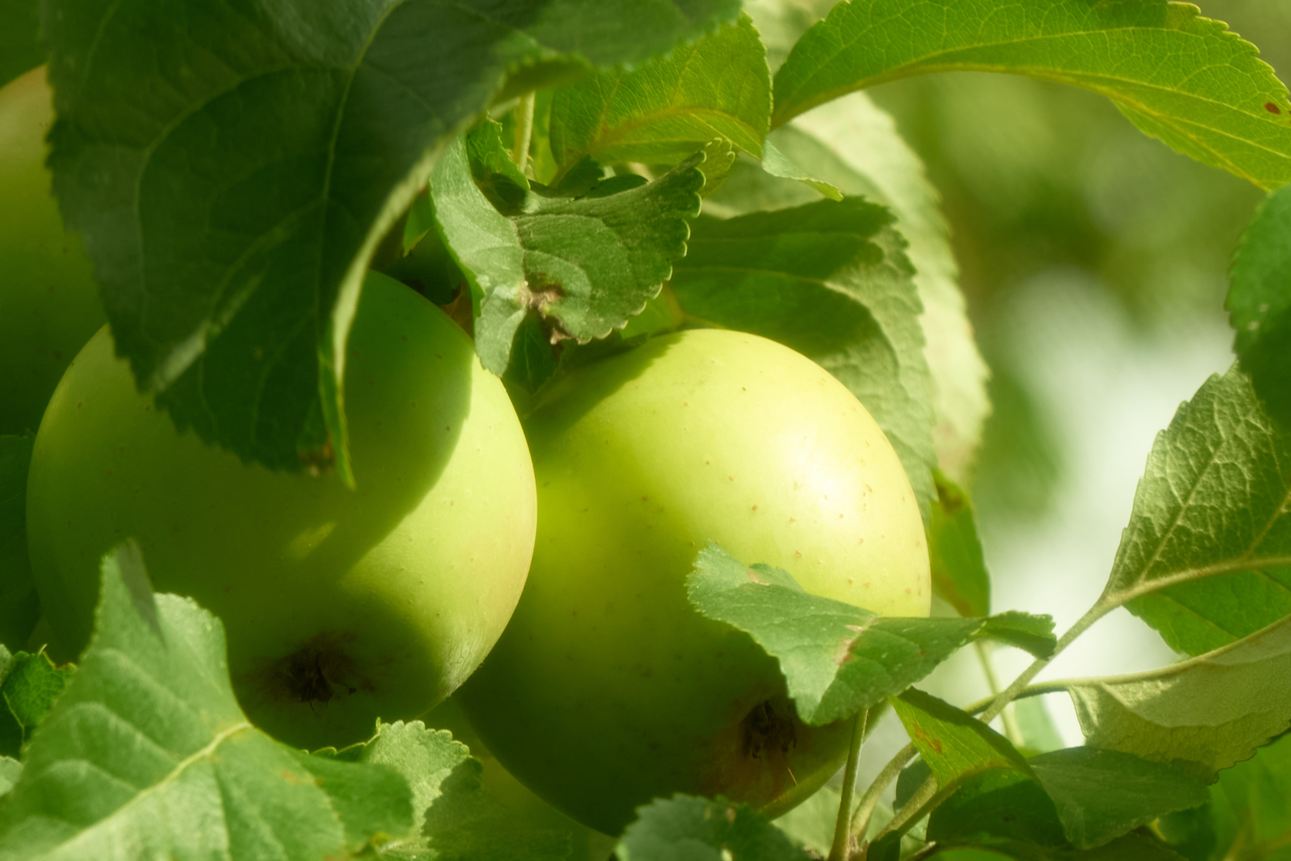 Пара зеленых яблок на ветке.