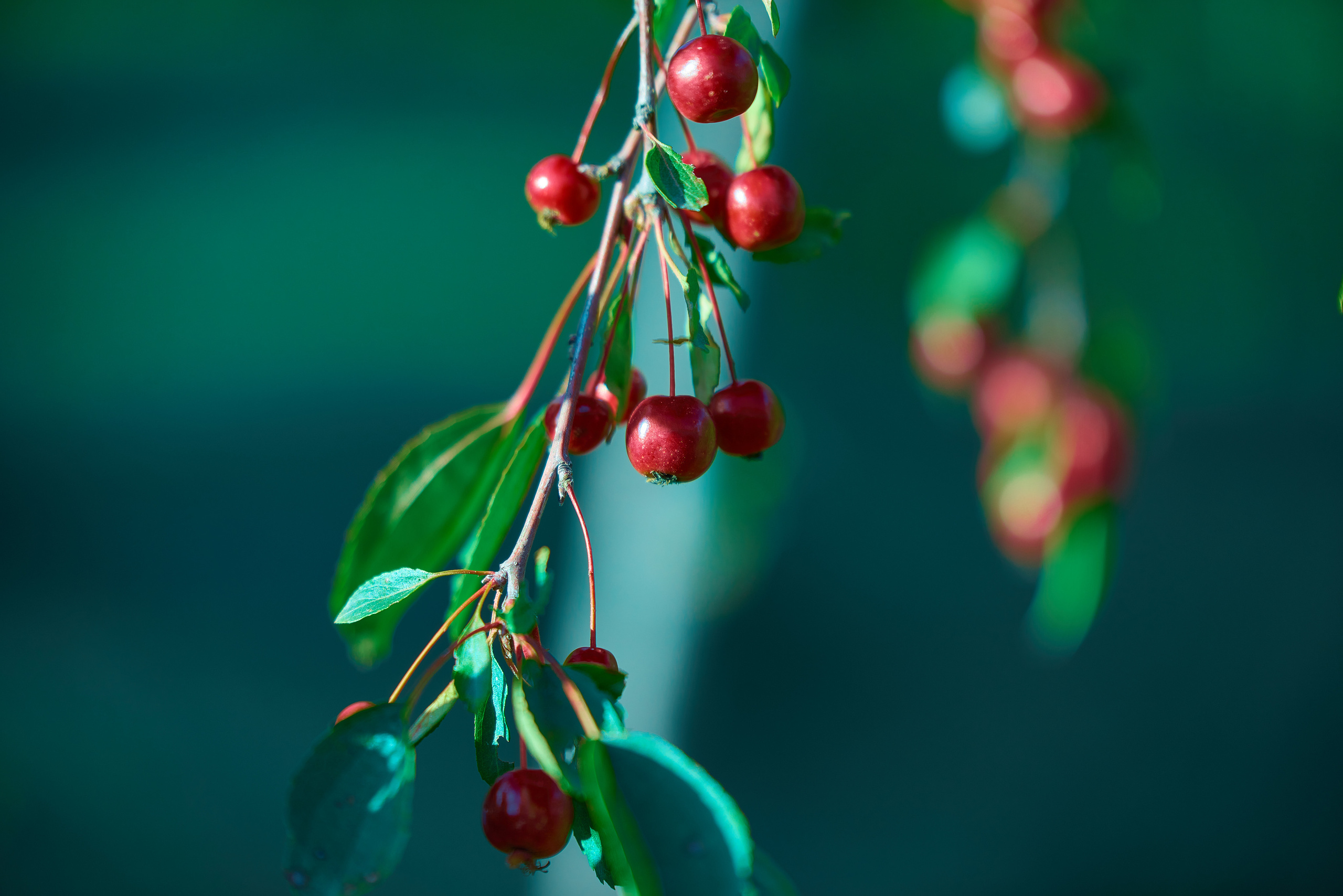 Красные ягоды на ветке.