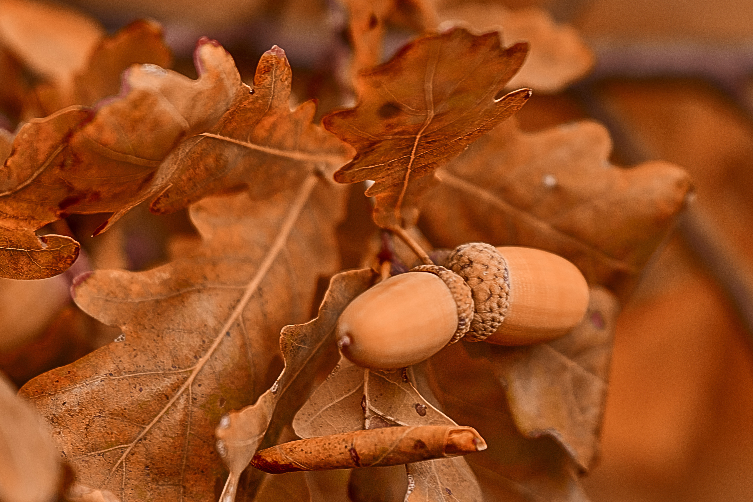 Осенние Фантазии в Красках. Профессиональный Фотограф Халемонец Андрей в Кривой Рог Днепр Украина