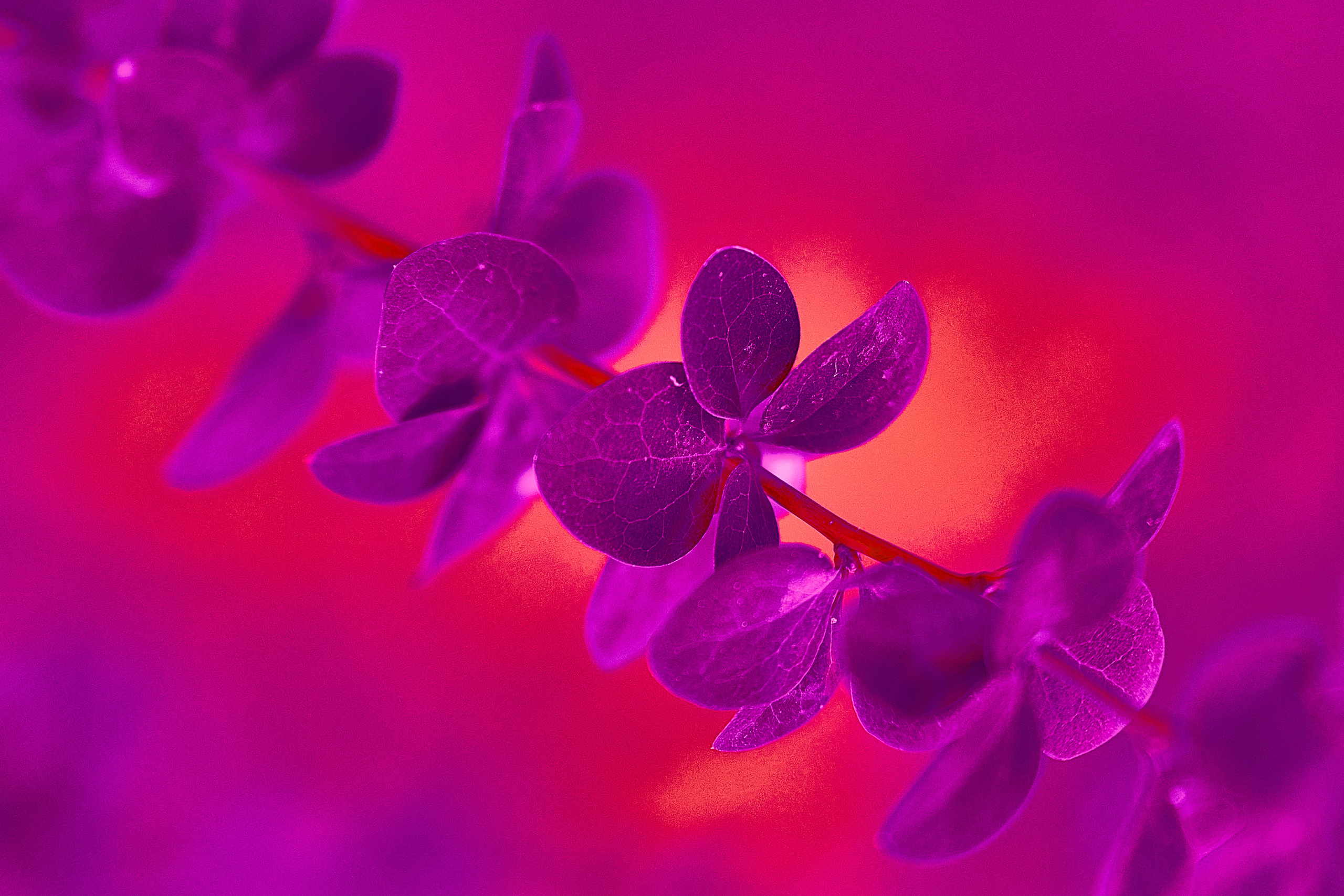 Осенние Фантазии в Красках. Профессиональный Фотограф Халемонец Андрей в Кривой Рог Днепр Украина