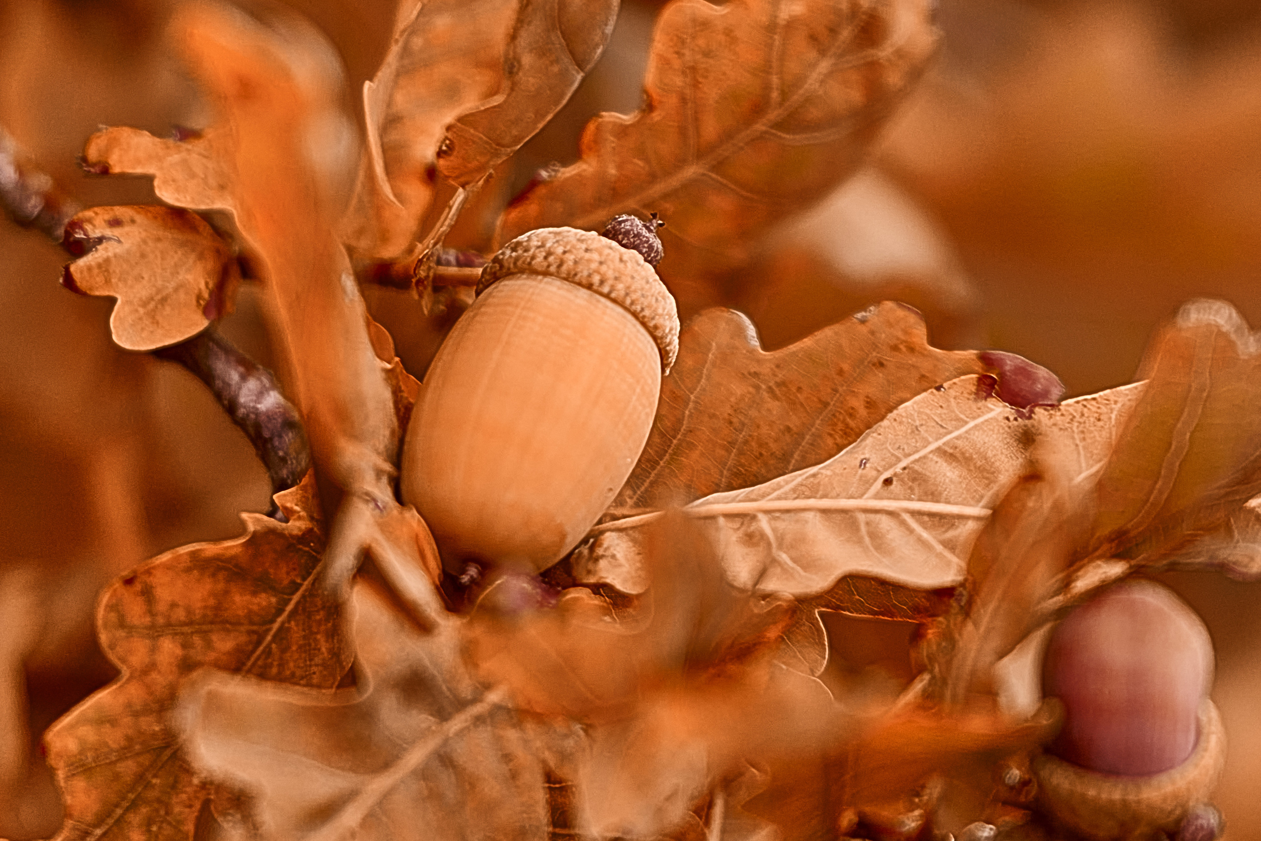 Осенние Фантазии в Красках. Профессиональный Фотограф Халемонец Андрей в Кривой Рог Днепр Украина