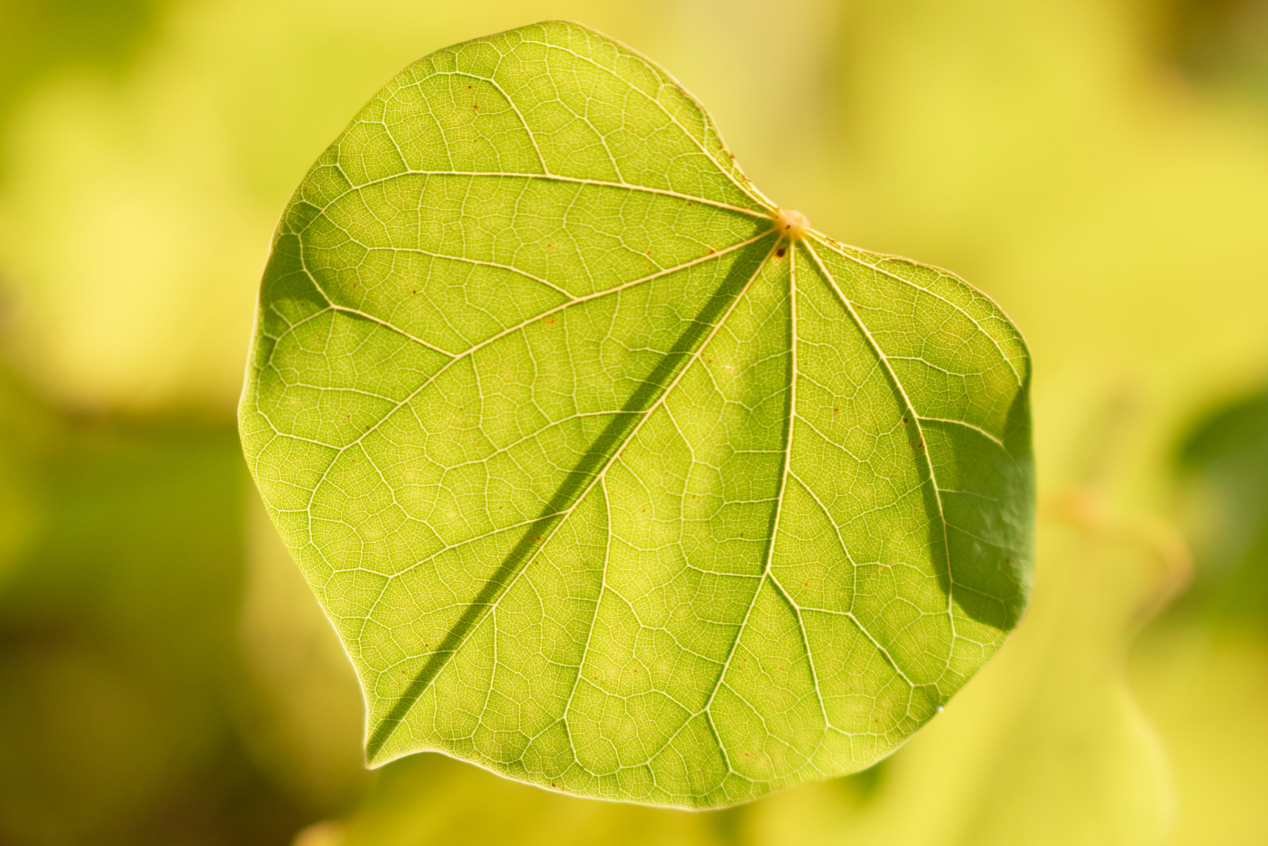 зеленый листик в теплых тонах.