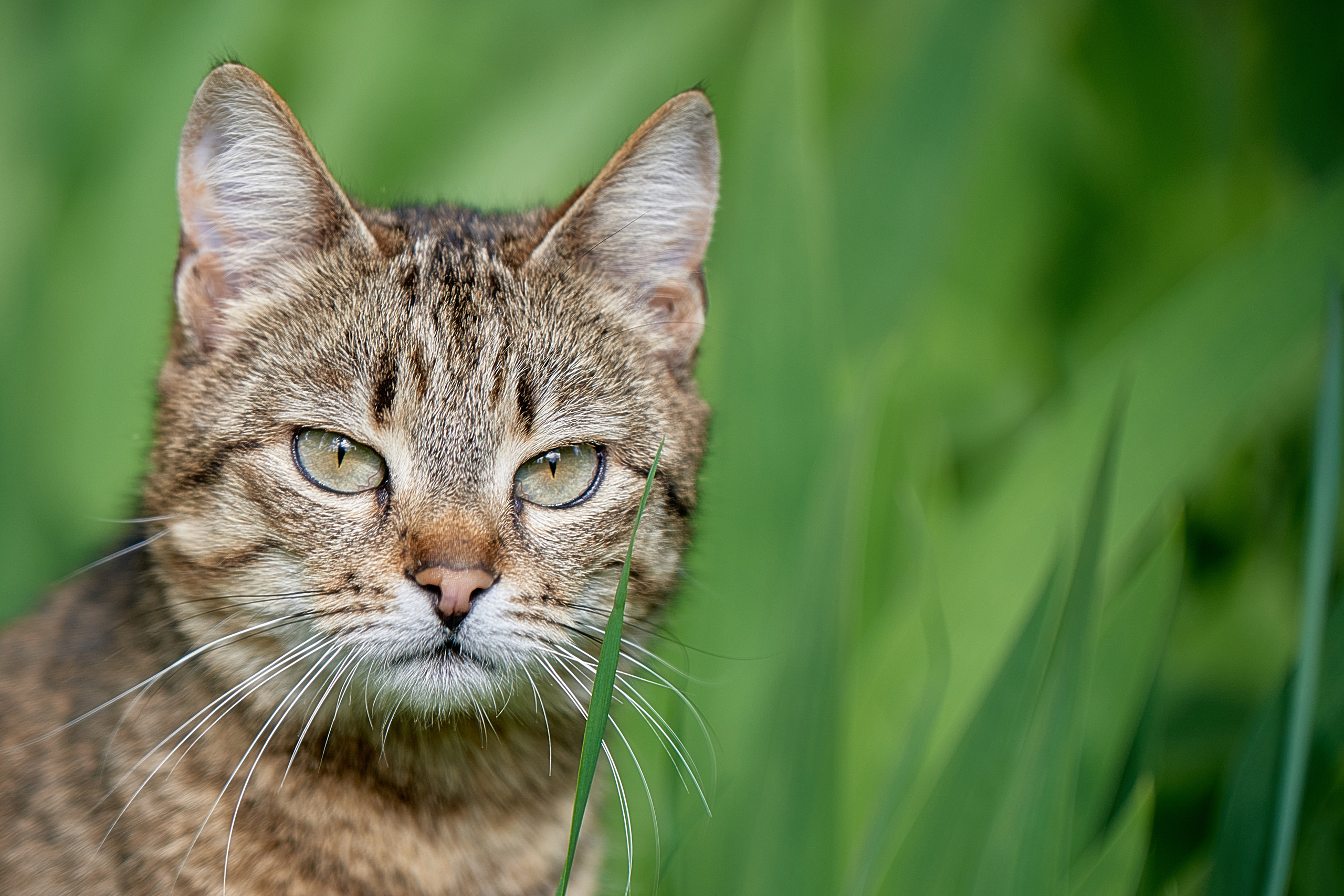 Кот портрет крупным планом в траве.