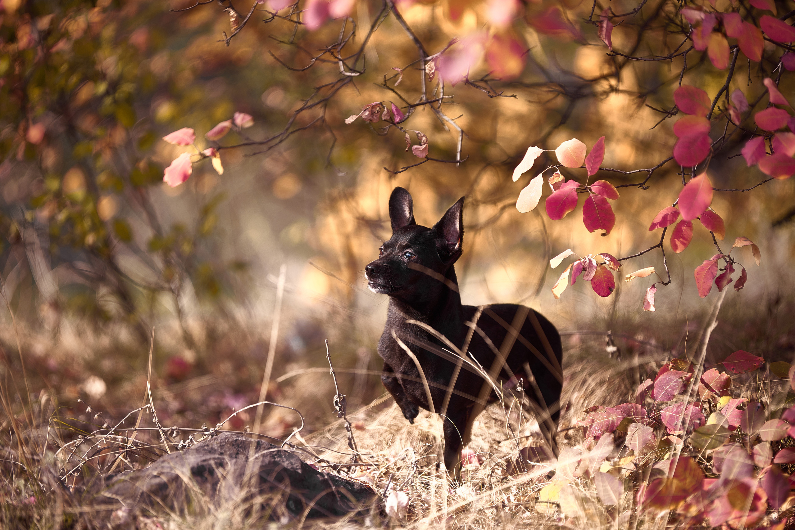Черный мини той терьер осенью в лесу, портрет.