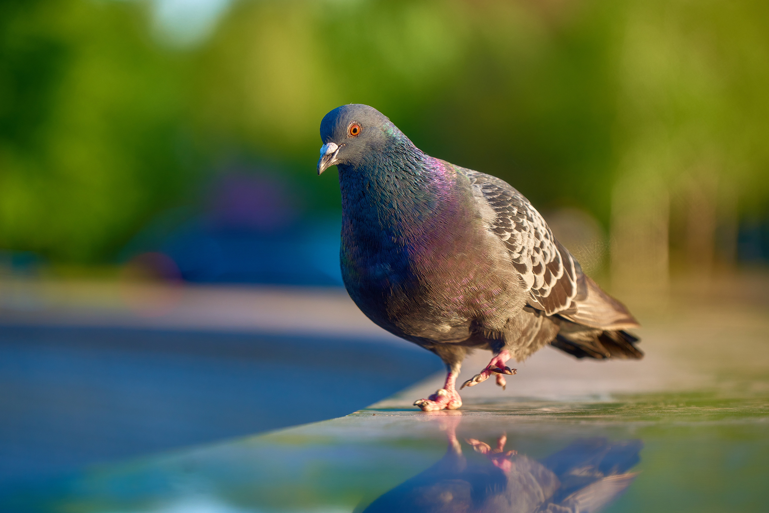Птица голубь гуляет по мокрому бетону, отражение в воде.