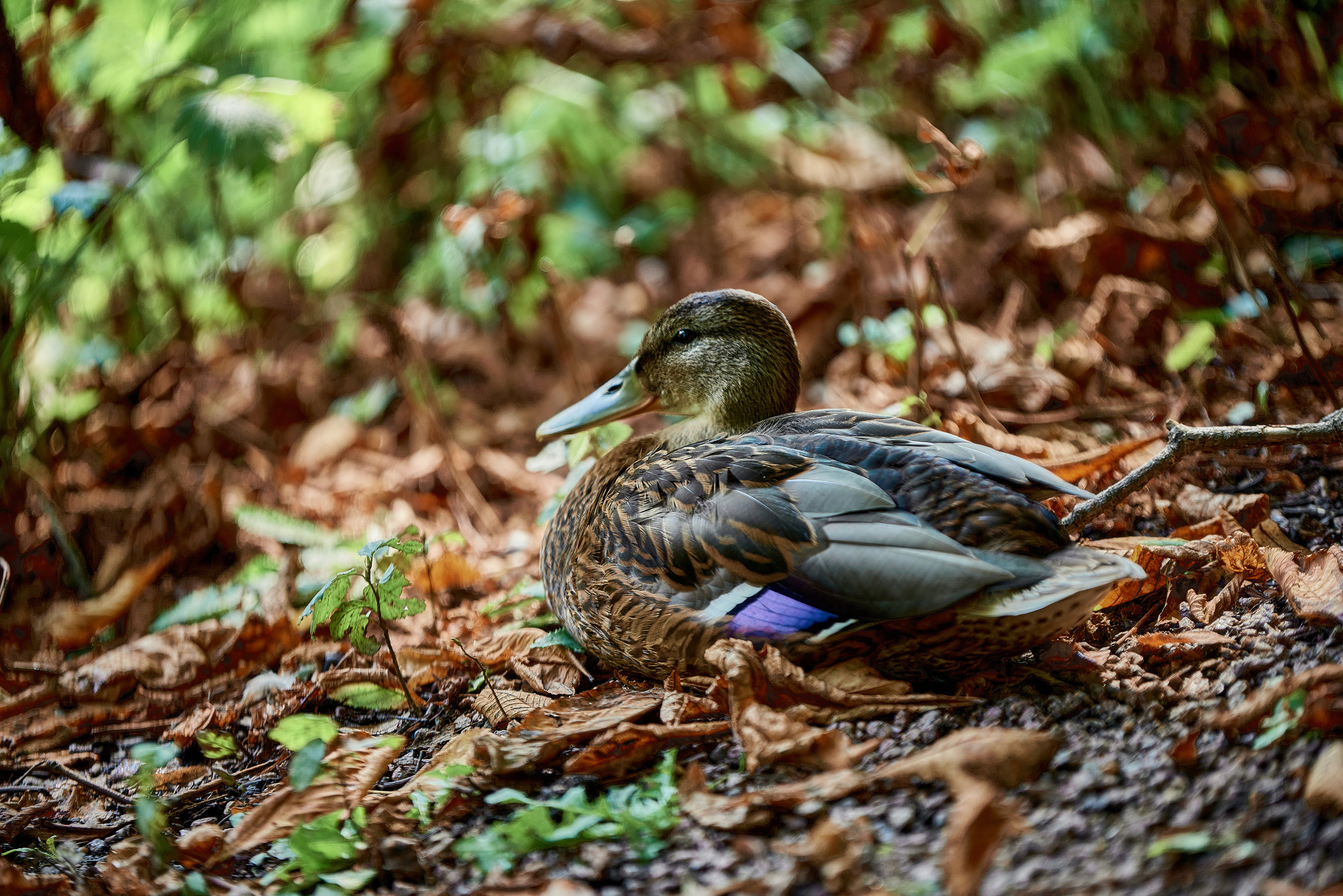 Яркая утка, портрет на берегу в траве.