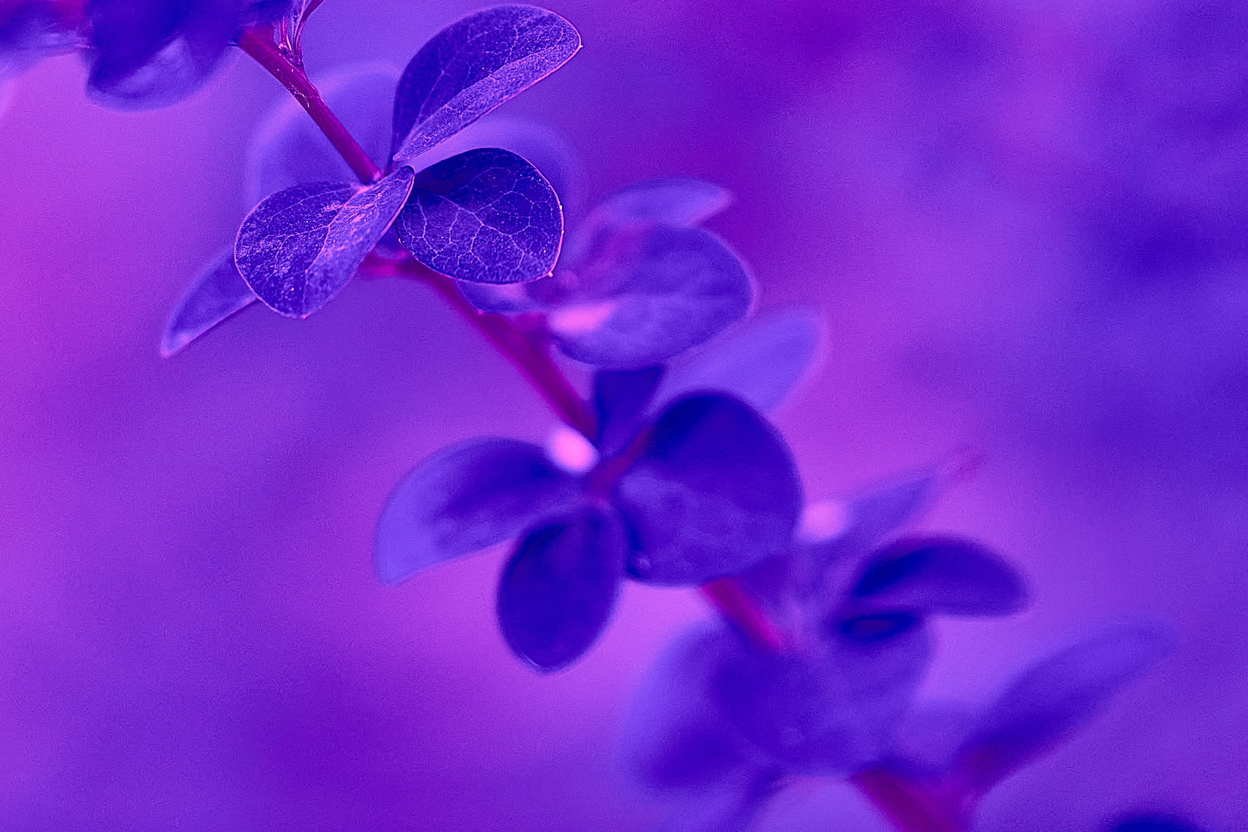 Осенние Фантазии в Красках. Профессиональный Фотограф Халемонец Андрей в Кривой Рог Днепр Украина