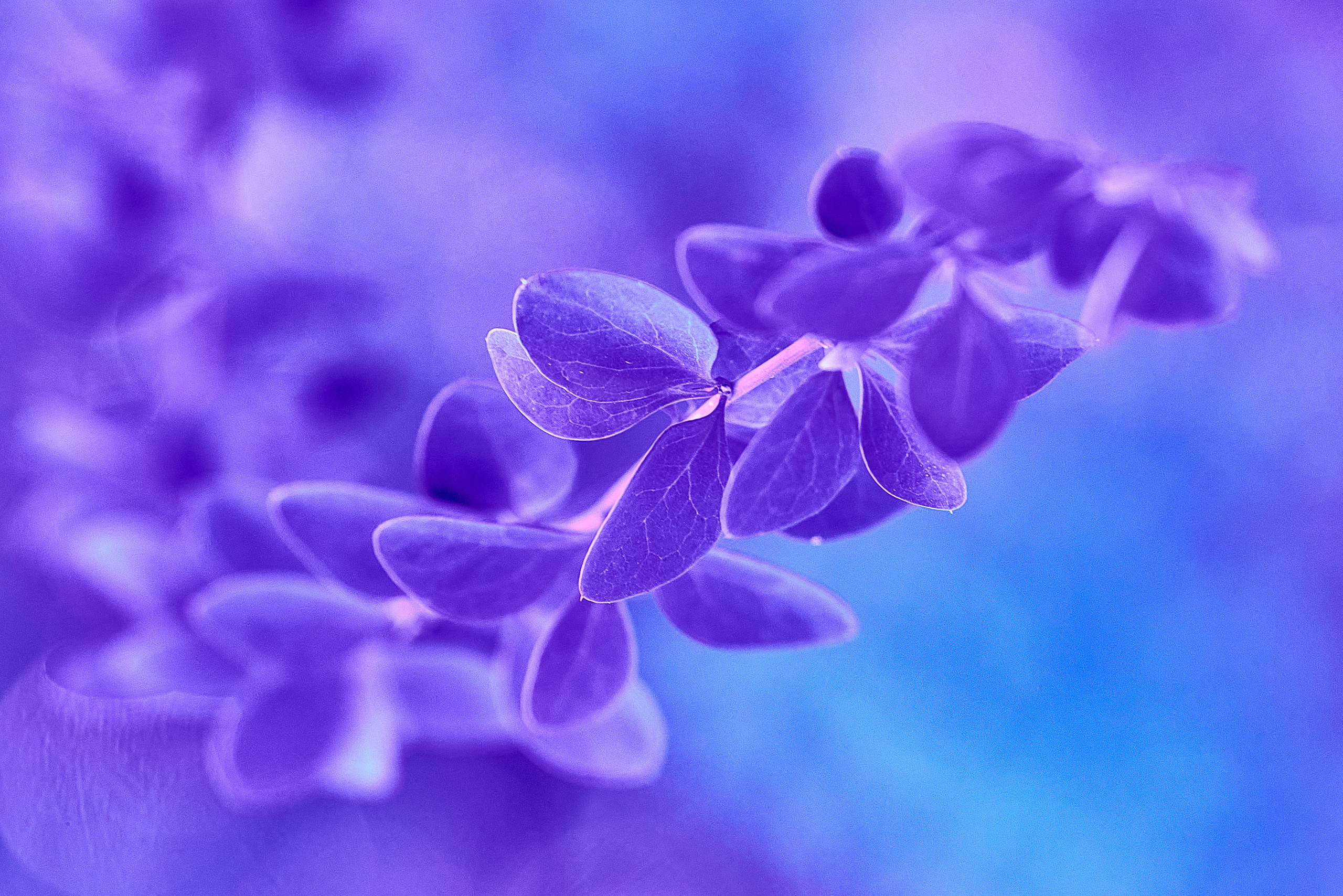 Осенние Фантазии в Красках. Профессиональный Фотограф Халемонец Андрей в Кривой Рог Днепр Украина