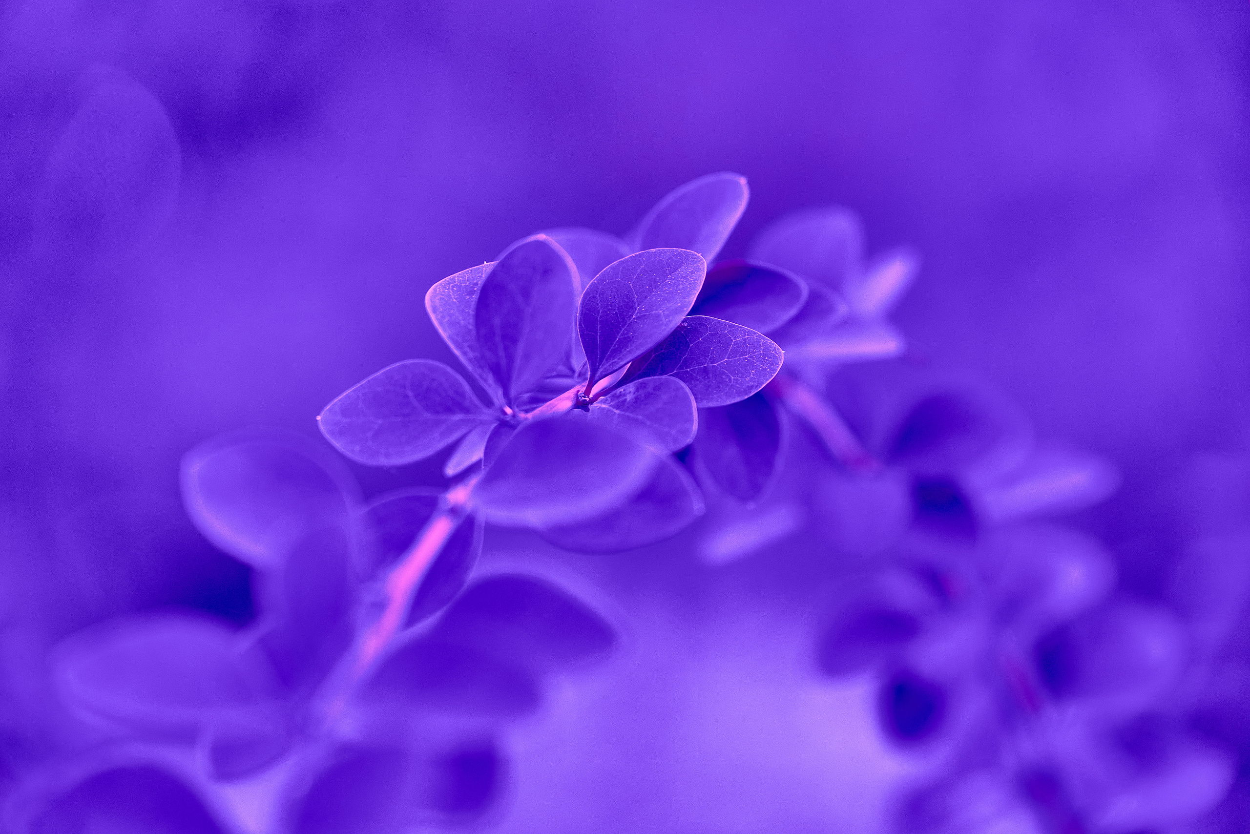 Осенние Фантазии в Красках. Профессиональный Фотограф Халемонец Андрей в Кривой Рог Днепр Украина