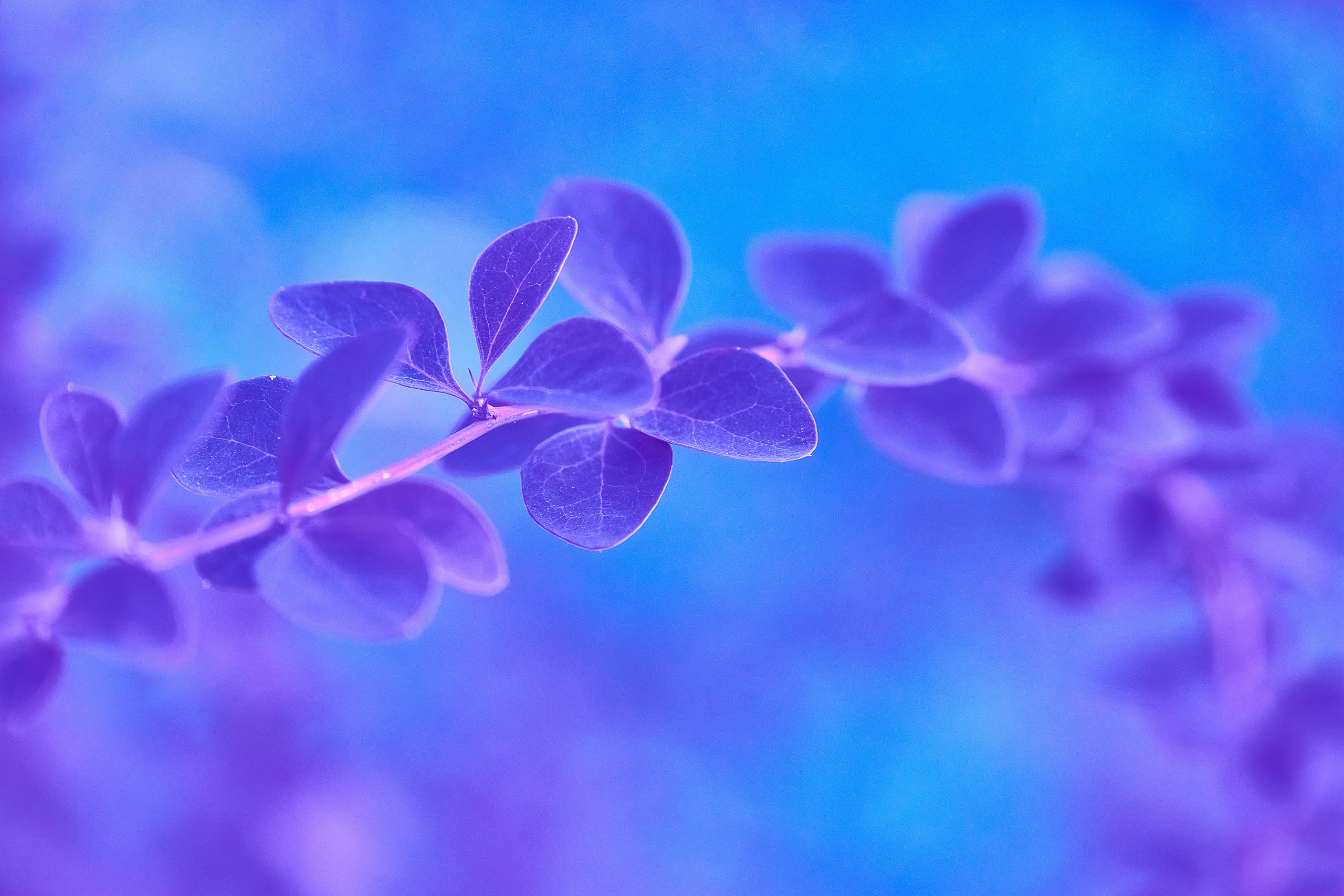 Осенние Фантазии в Красках. Профессиональный Фотограф Халемонец Андрей в Кривой Рог Днепр Украина