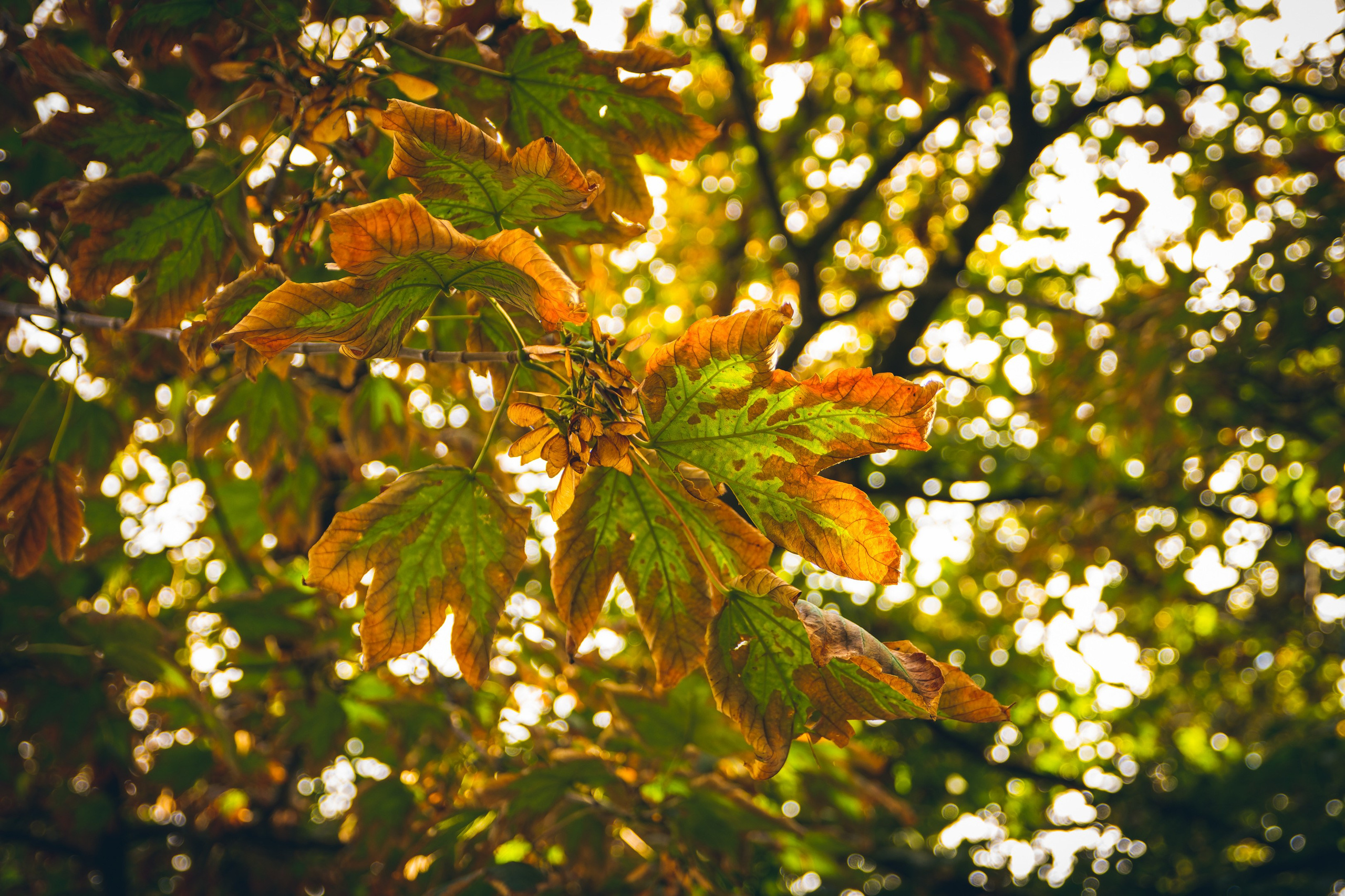 Nebula 25 — Fotod teie hingele