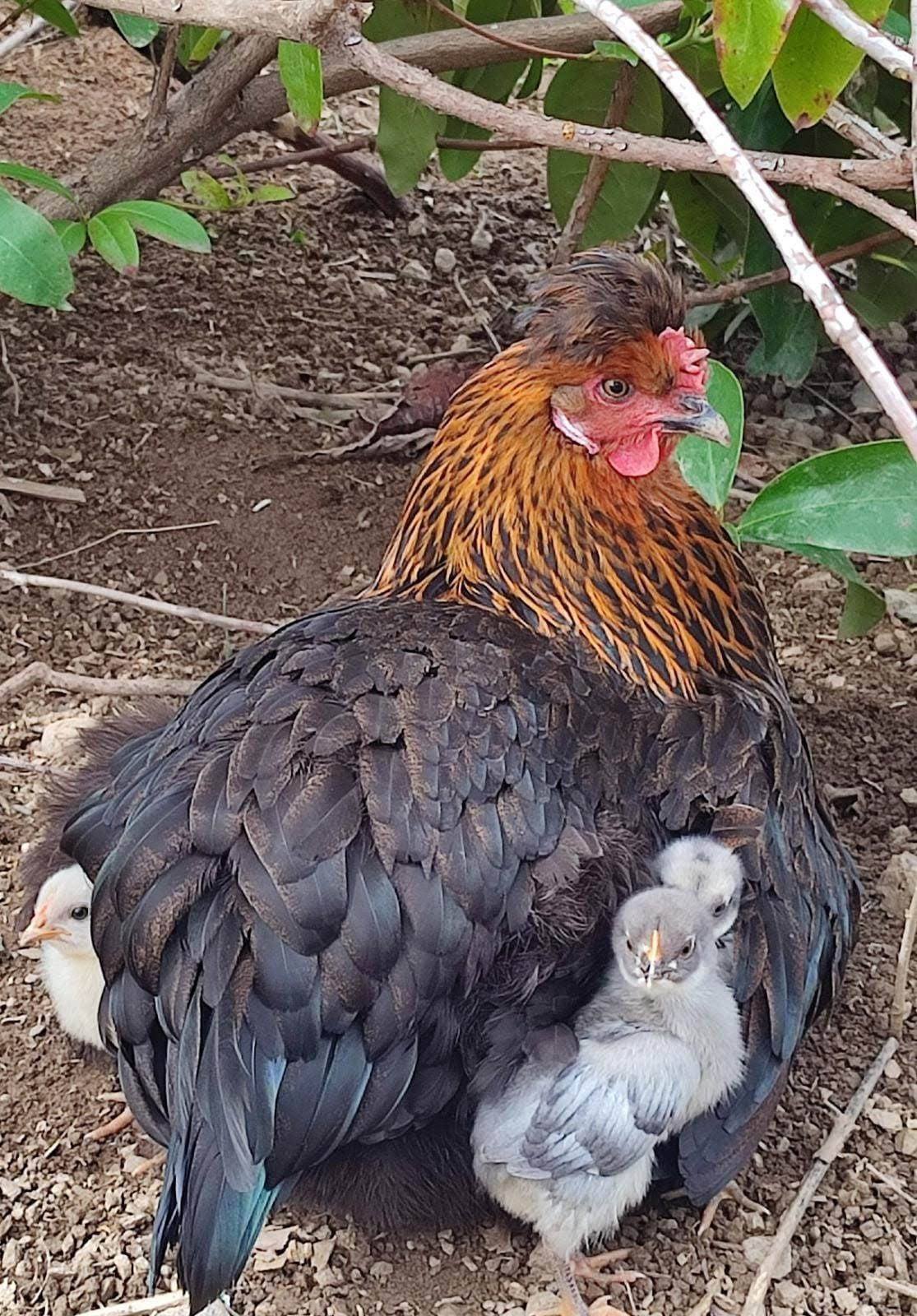 Gästehaus Ferienhaus Sausal/Kitzeck Urlaubsparadies Winzerhaus Naturgarten Bioeier Keramik Kunstwerkstatt Kreativkurs Kunstkurs handgedreht Becher mit Tiermotiv