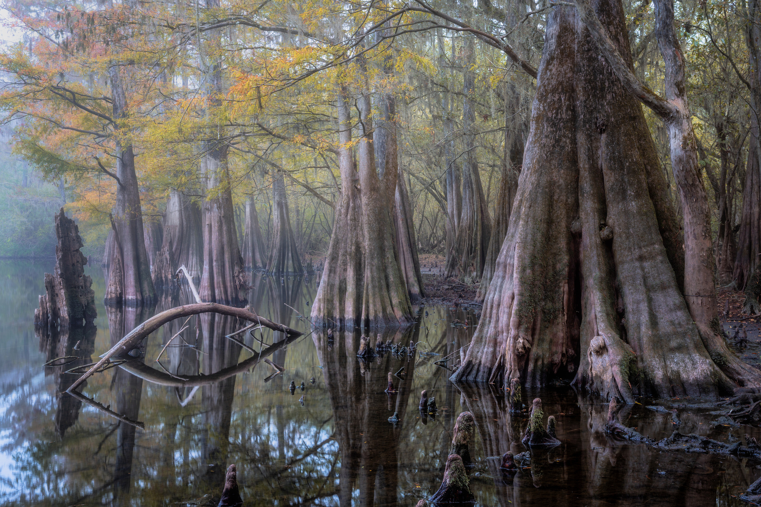 Cypresses, Springs and Birds. Pet, Senior, Landscape, portrait studio, photographer in Miami and Sou