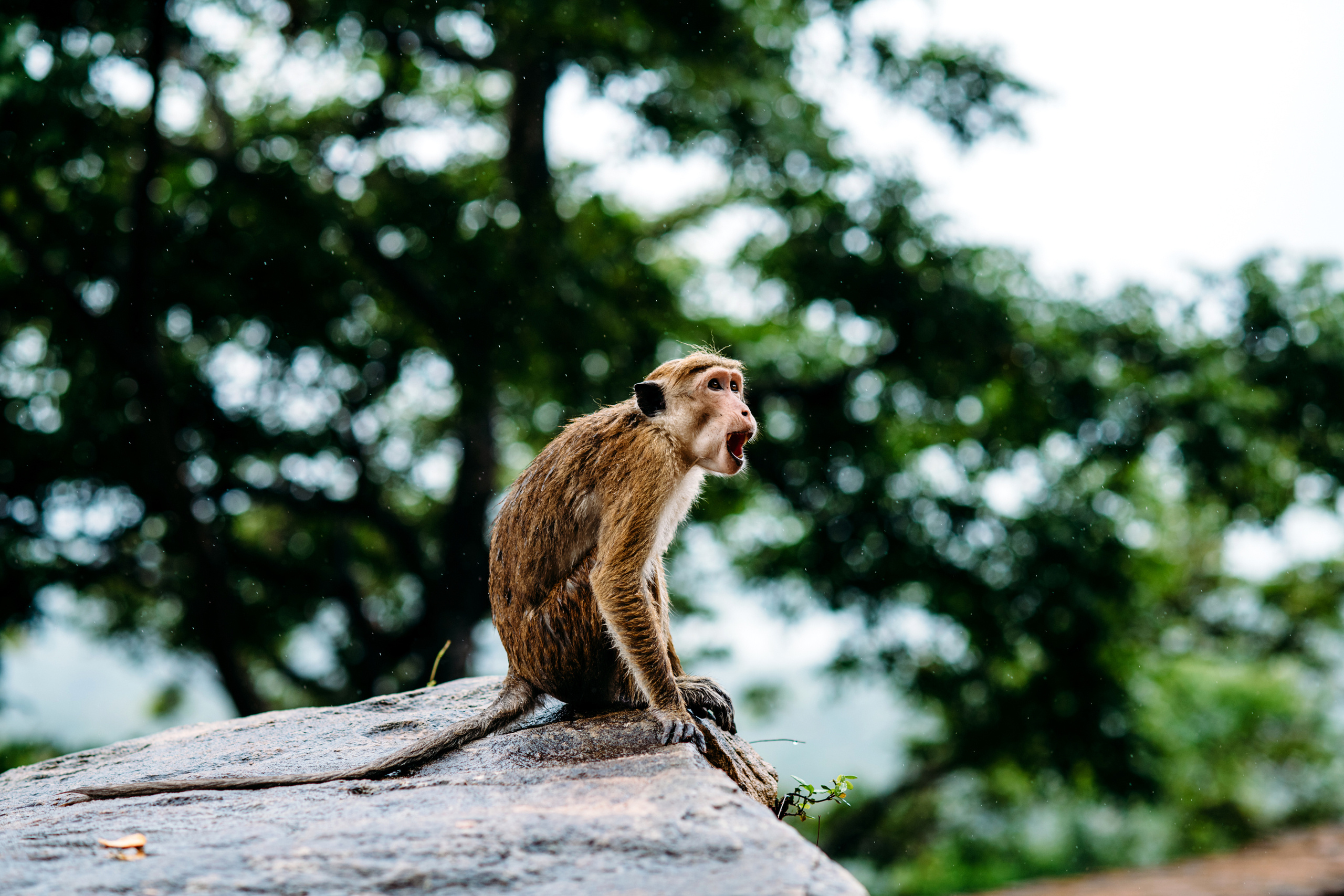 Wedding family photographer Alicante Benidorm Valencia Costa Blanca