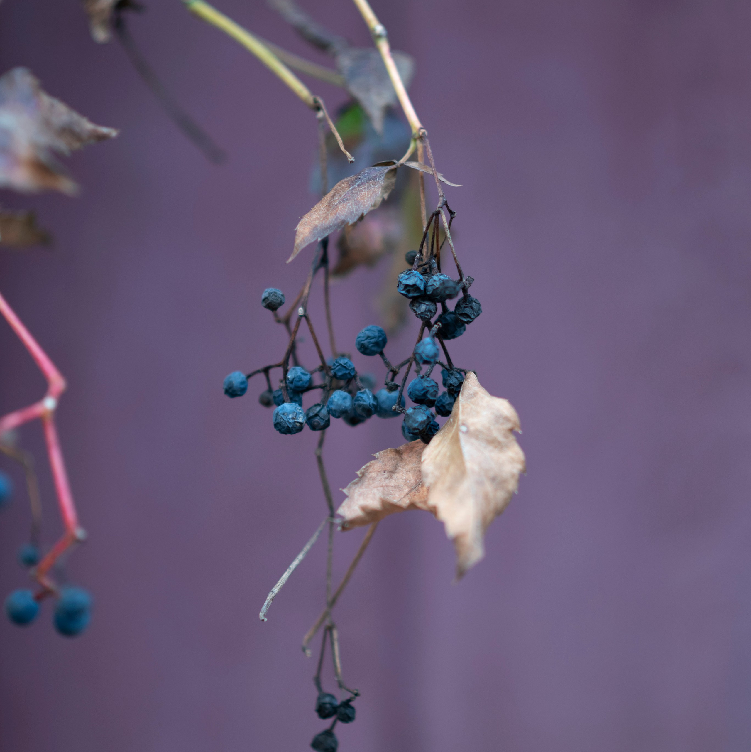 Kontakt. Uliana Radeka Fotograf