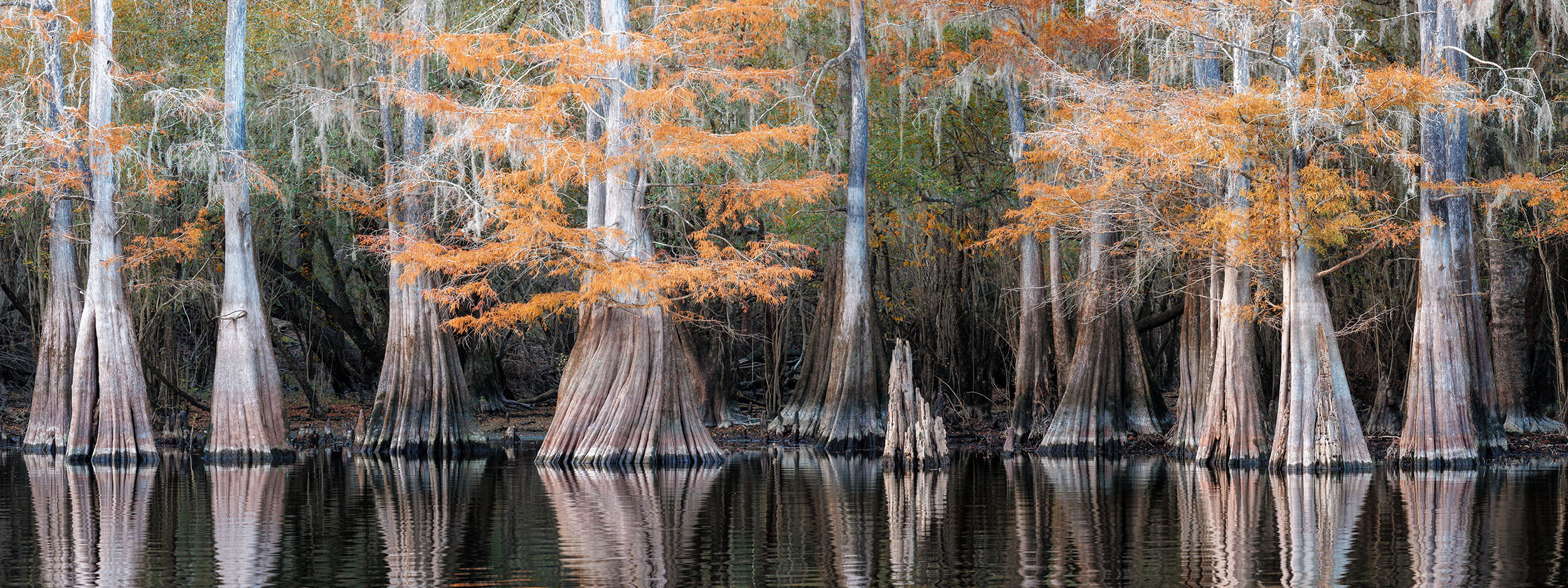 Cypresses, Springs and Birds. Pet, Senior, Landscape, portrait studio, photographer in Miami and Sou