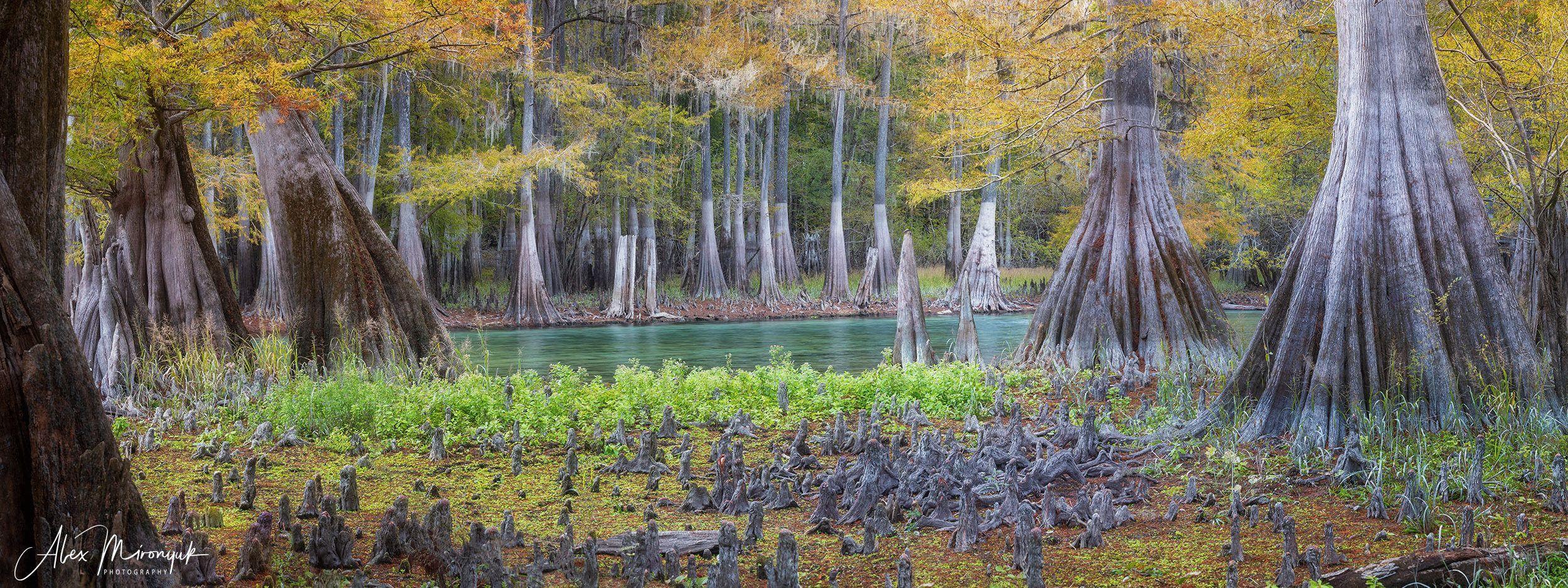 Cypresses, Springs, Birds and Alligators. Pet, Senior, Landscape, portrait studio, photographer in Miami and Sou