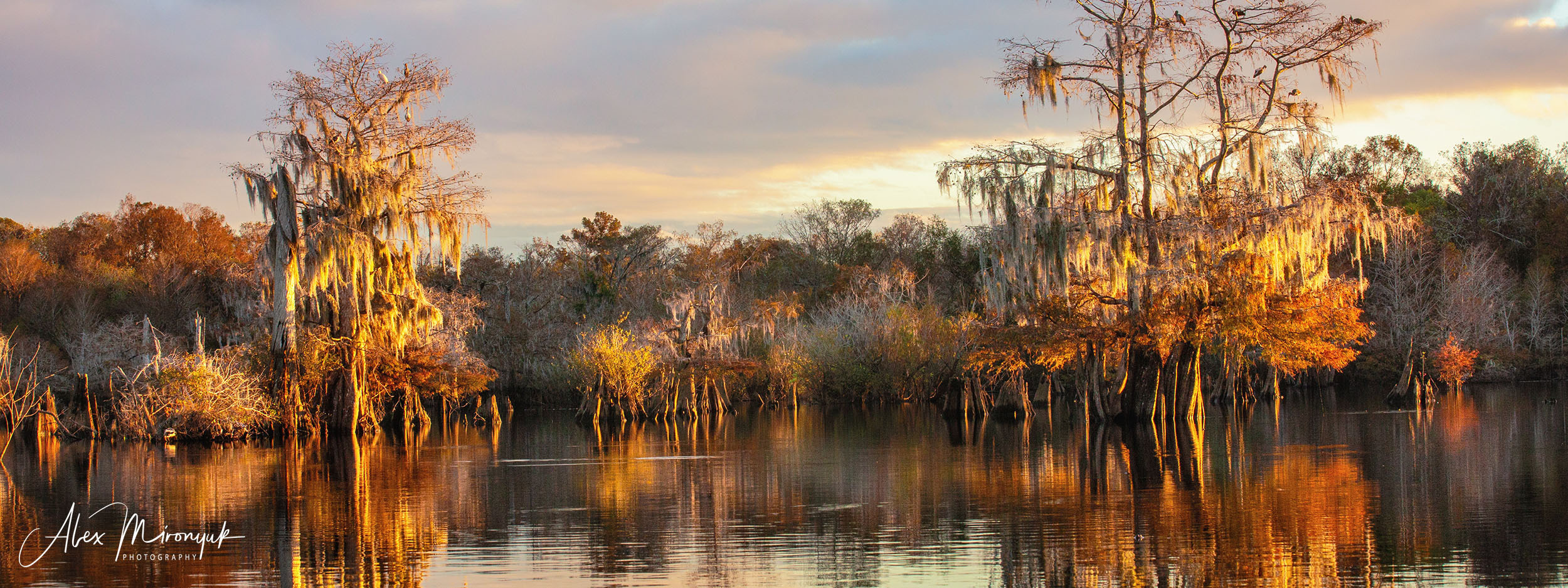 Cypress Fairy Tale. Pet, Senior, Landscape, portrait studio, photographer in Miami and Sou