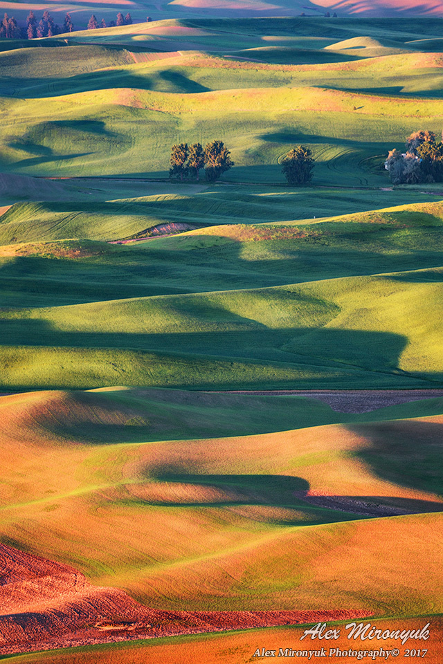 Summer in Oregon and Palouse. Pet, Senior, Landscape, portrait studio, photographer in Miami and Sou