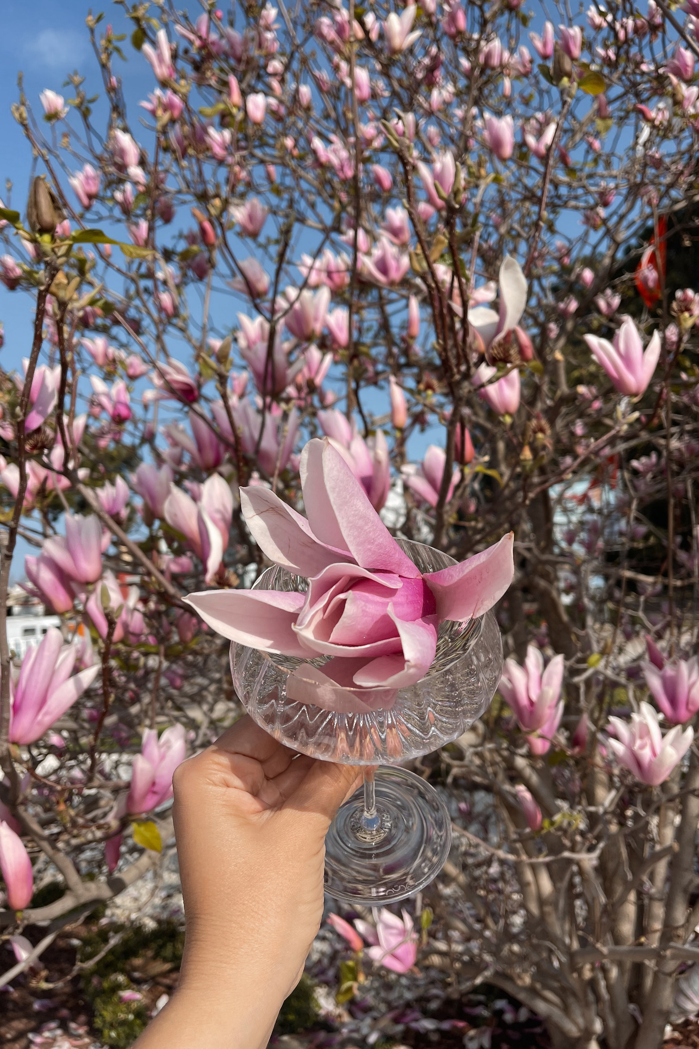 Магнолия. Türkiye için fotoğrafçı